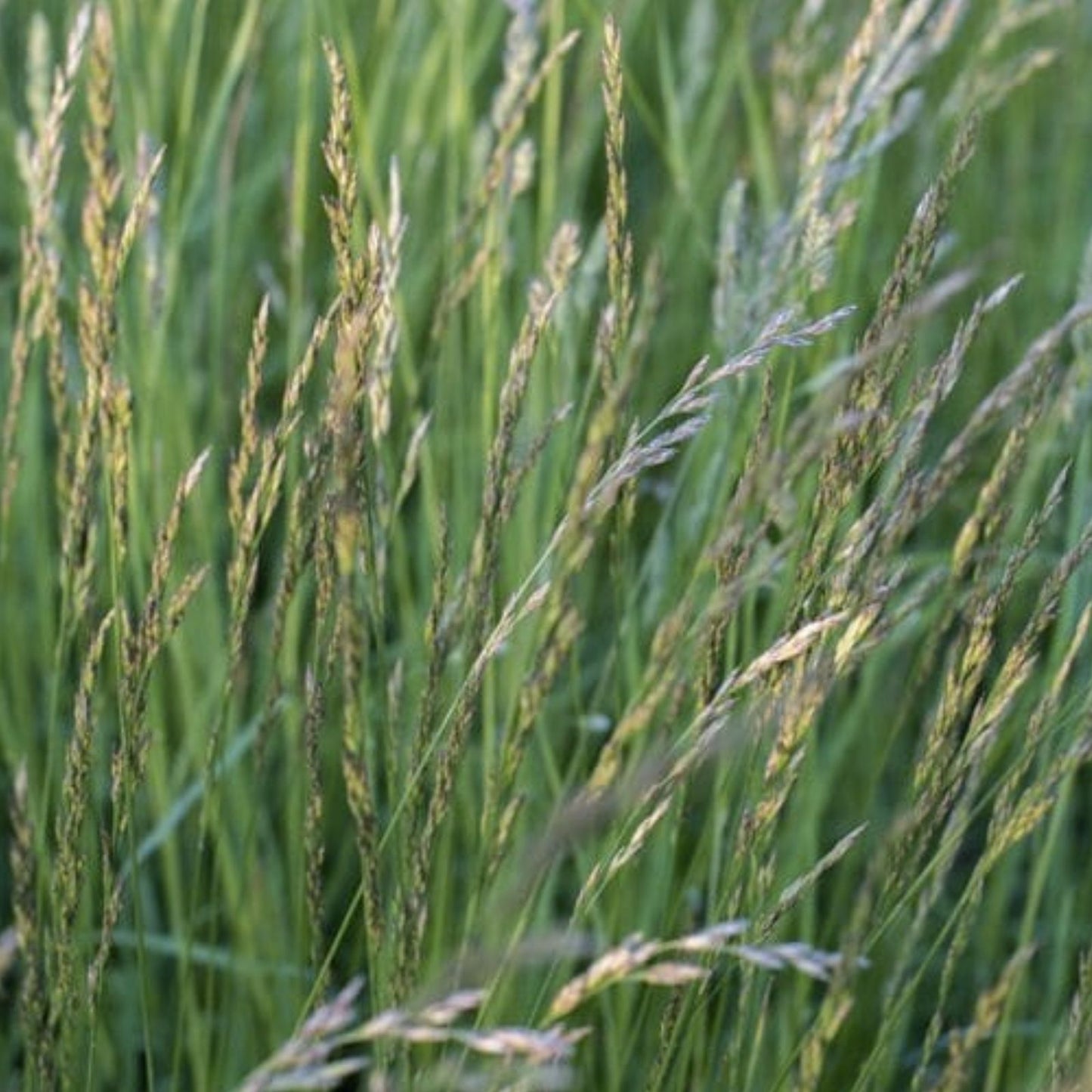 Italian Rye Grass Seeds 1 lb - Fast Germination, High-Quality Turf, Lolium multiflorum, Lawn Grass, Cool Season Grass