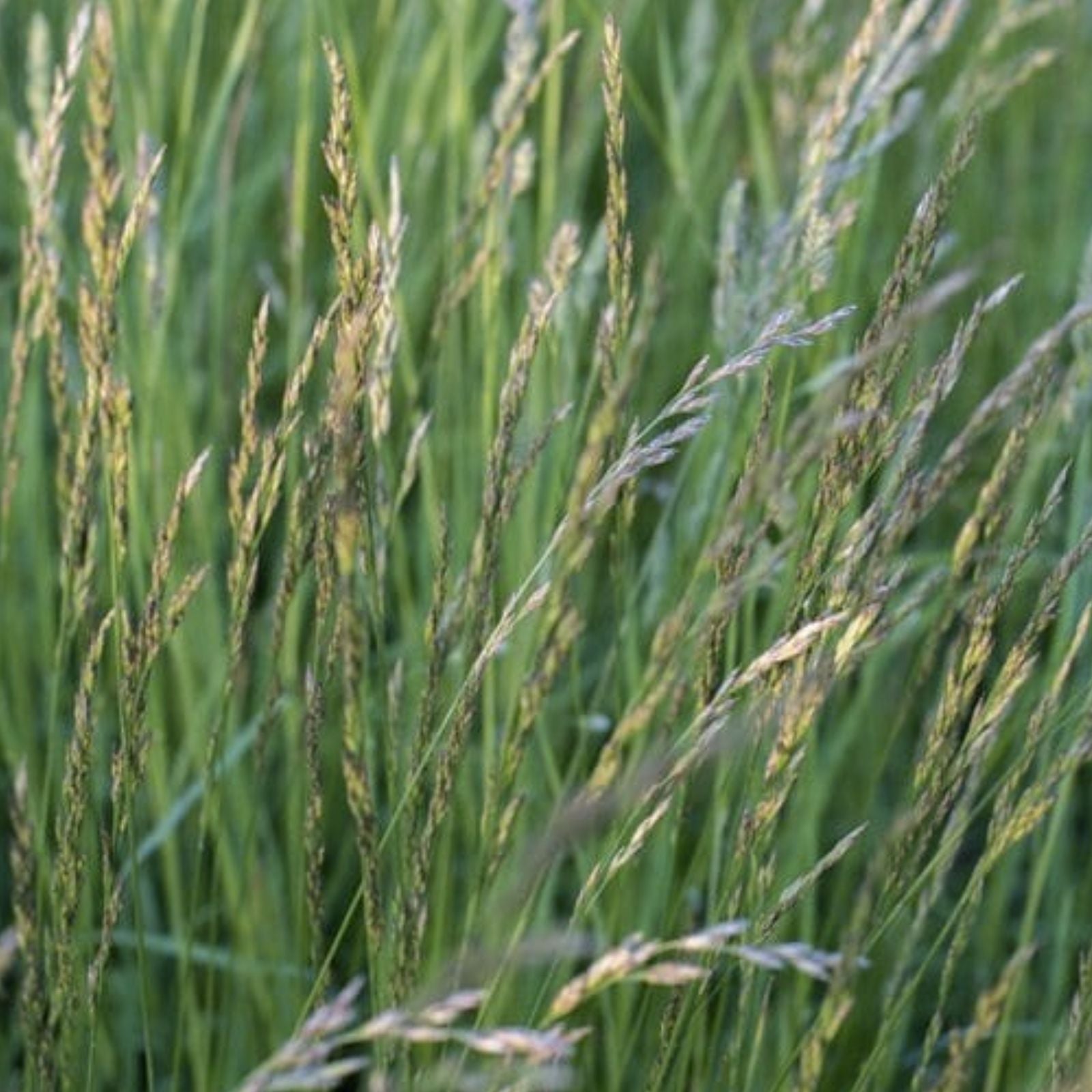 Italian Rye Grass Seeds 1 lb - Fast Germination, High-Quality Turf, Lolium multiflorum, Lawn Grass, Cool Season Grass