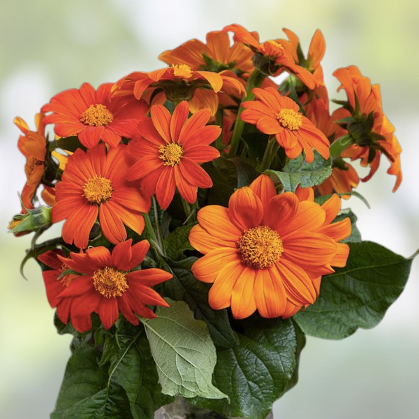 Mexican Sunflower Seeds Tithonia diversifolia Butterfly Hummingbird Garden Flower Live Plant Cutting Bare Root Starter Plant