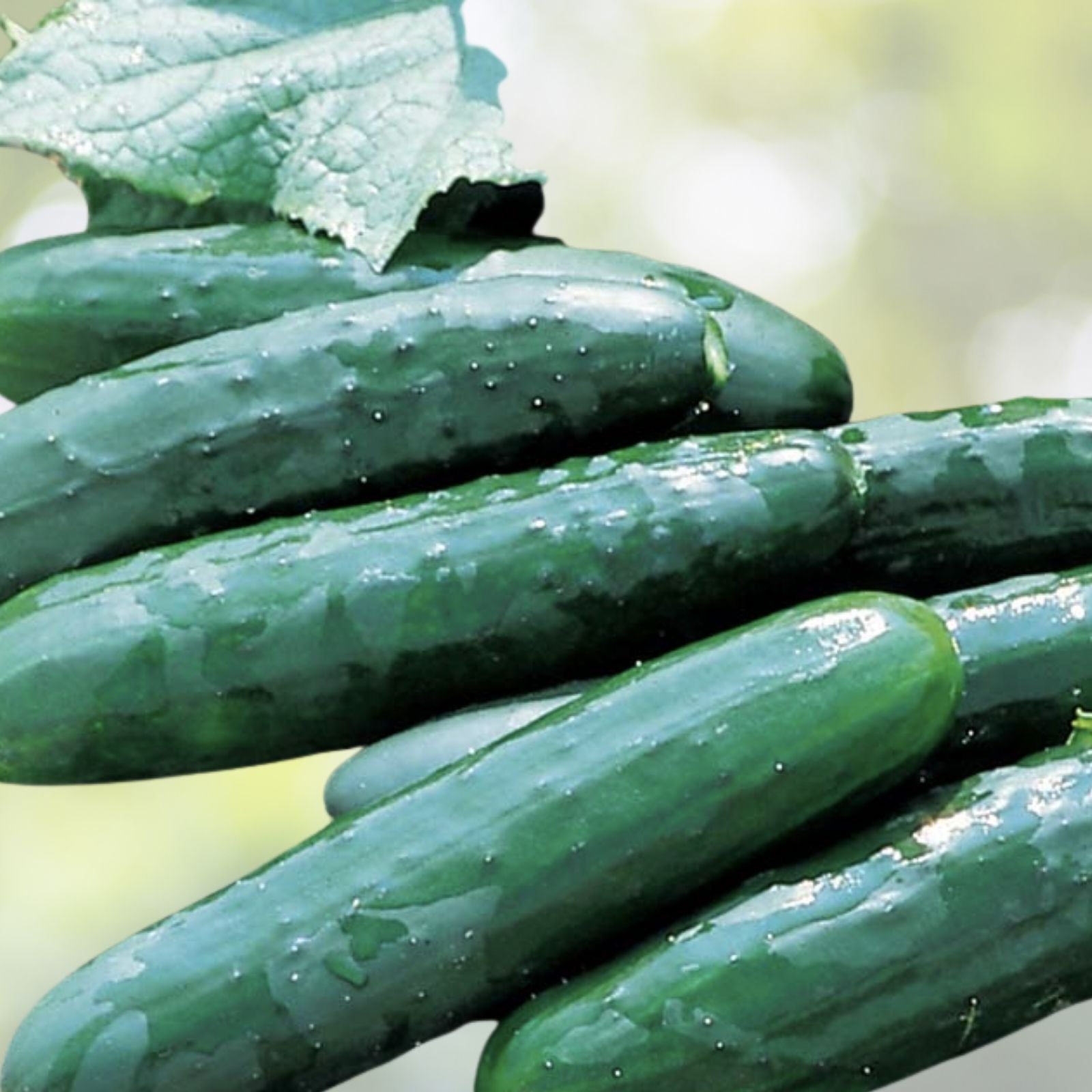 Cucumber Seeds 25+ Count Marketmore Variety Fresh Garden Seeds USA - Heirloom Cucumbers for Home Gardening