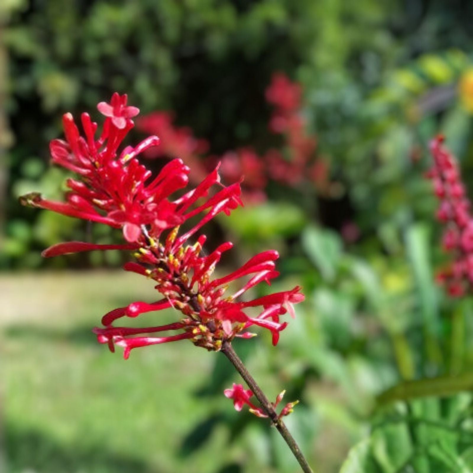 Fire Spike Red Starter Plant - Odontonema strictum - Hummingbird Attracting Indoor Houseplant