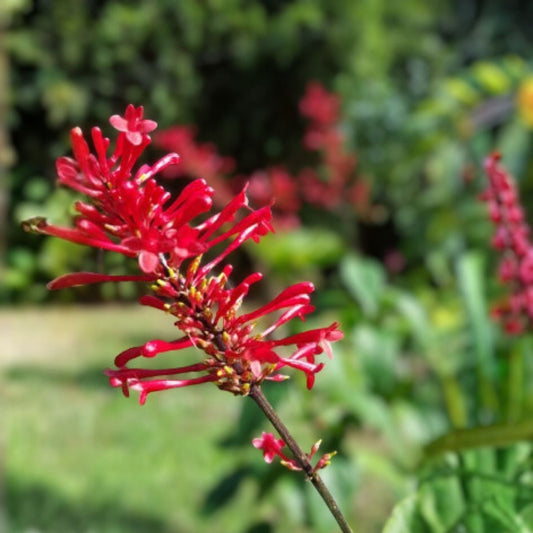 Fire Spike Red Starter Plant - Odontonema strictum - Hummingbird Attracting Indoor Houseplant