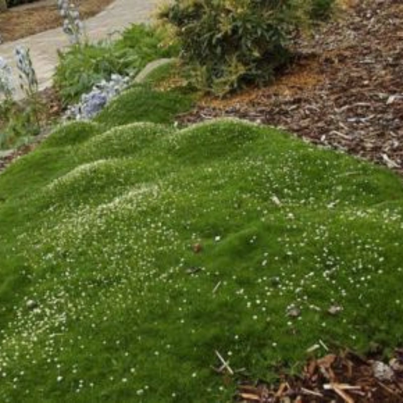 Irish Moss Seeds - 100+ Ground Cover Plant Seeds - Attractive Green Foliage - Chondrus crispus