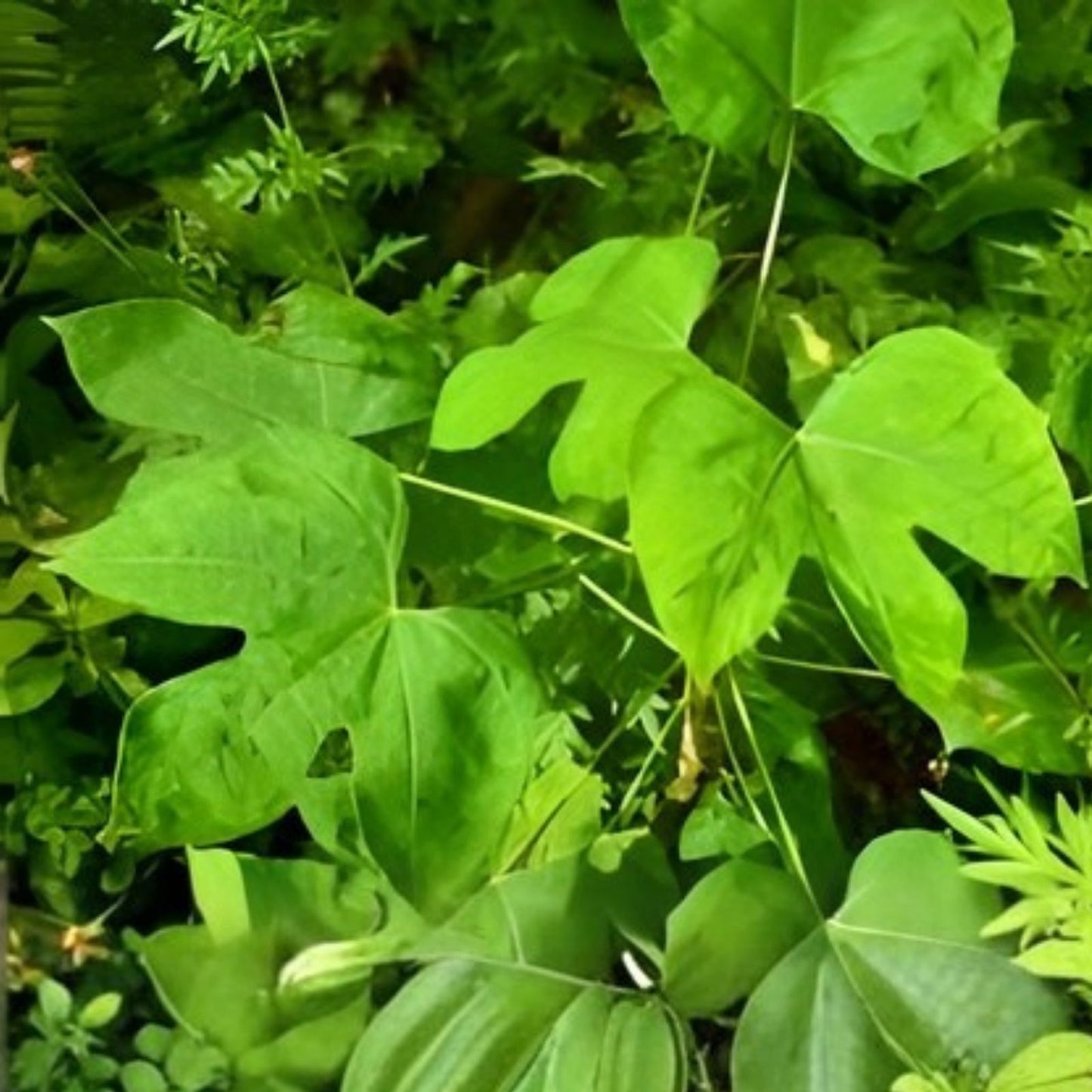 Hawaii Chaya Cuttings - 15 Pack Volcanic Soil Superfood - Cnidoscolus chayamansa Plant Propagation