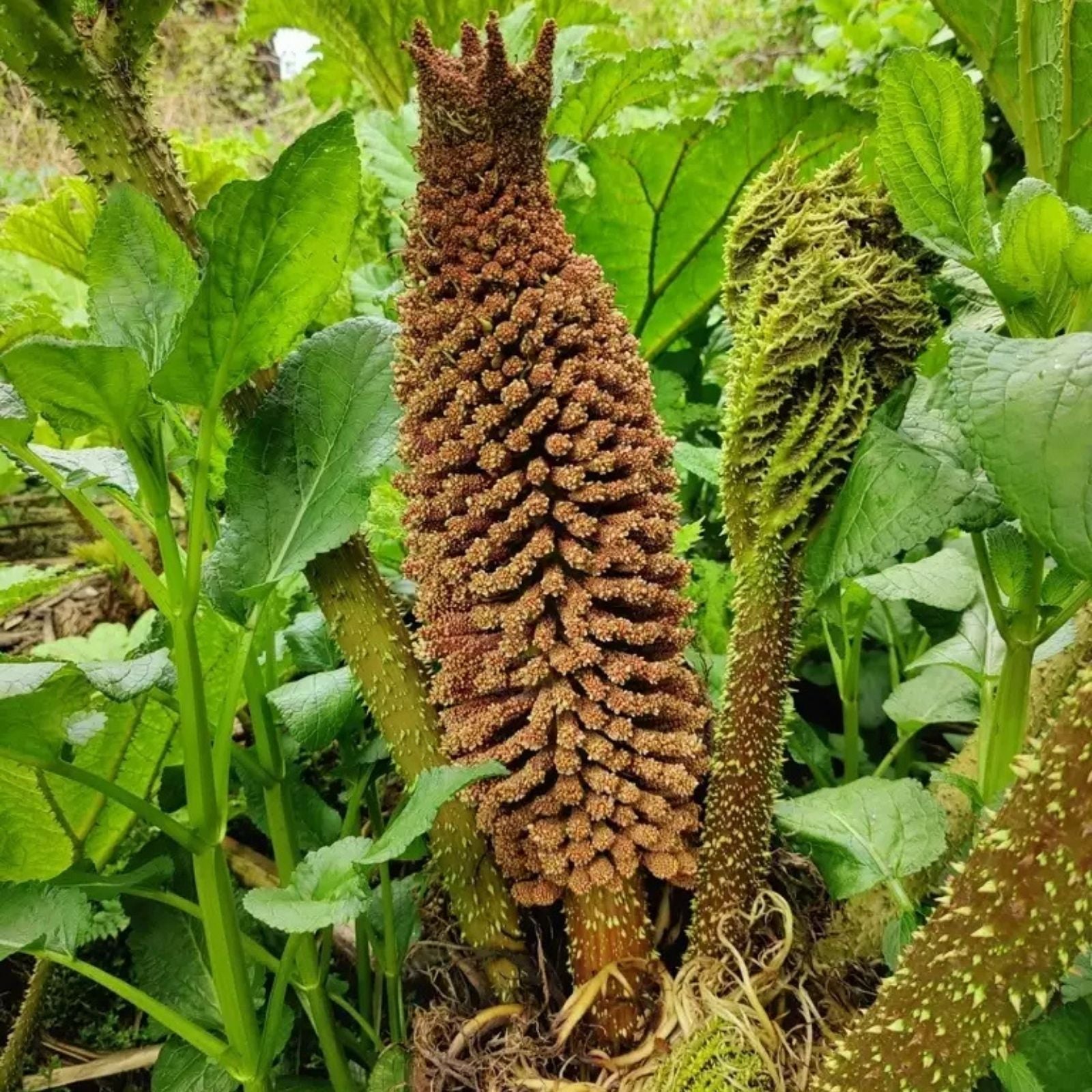 Chilean Rhubarb Seeds 30 Pack - Gunnera tinctoria - Stunning Garden Plant for Landscaping and Edible Gardens