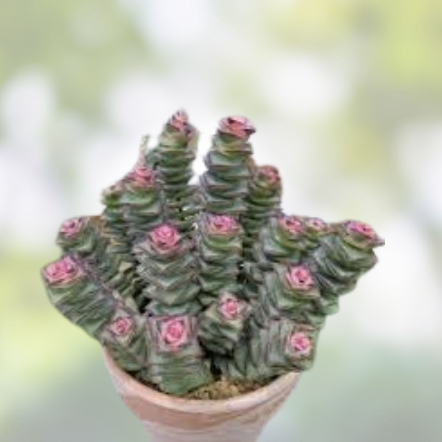 Moonstone Succulent Baby Cutting - Live Rooted Plant - Crassula Perforata - Easy Care, Unique Pattern, Indoor Plant