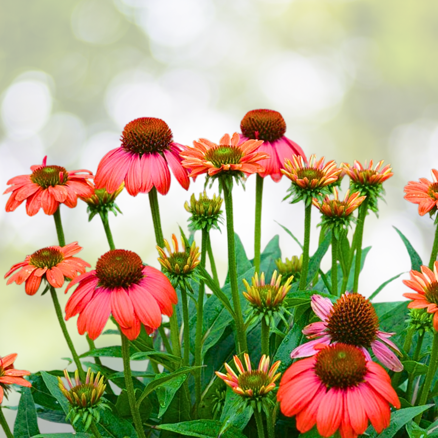 Echinacea Starter Plant - Sombrero Hot Coral - Coneflower - Echinacea purpurea