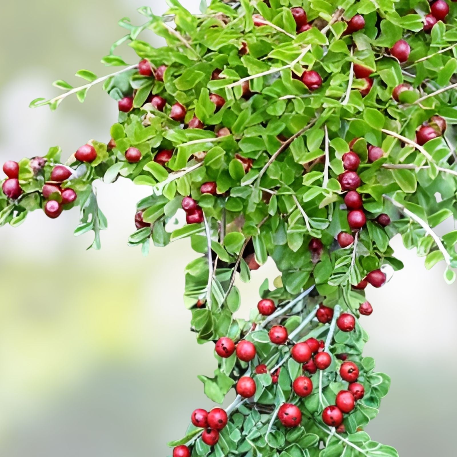 Creeping Cotoneaster Seeds 50 Pack Ground Cover Plant Cotoneaster adpressus Ornamental Shrub for Landscaping