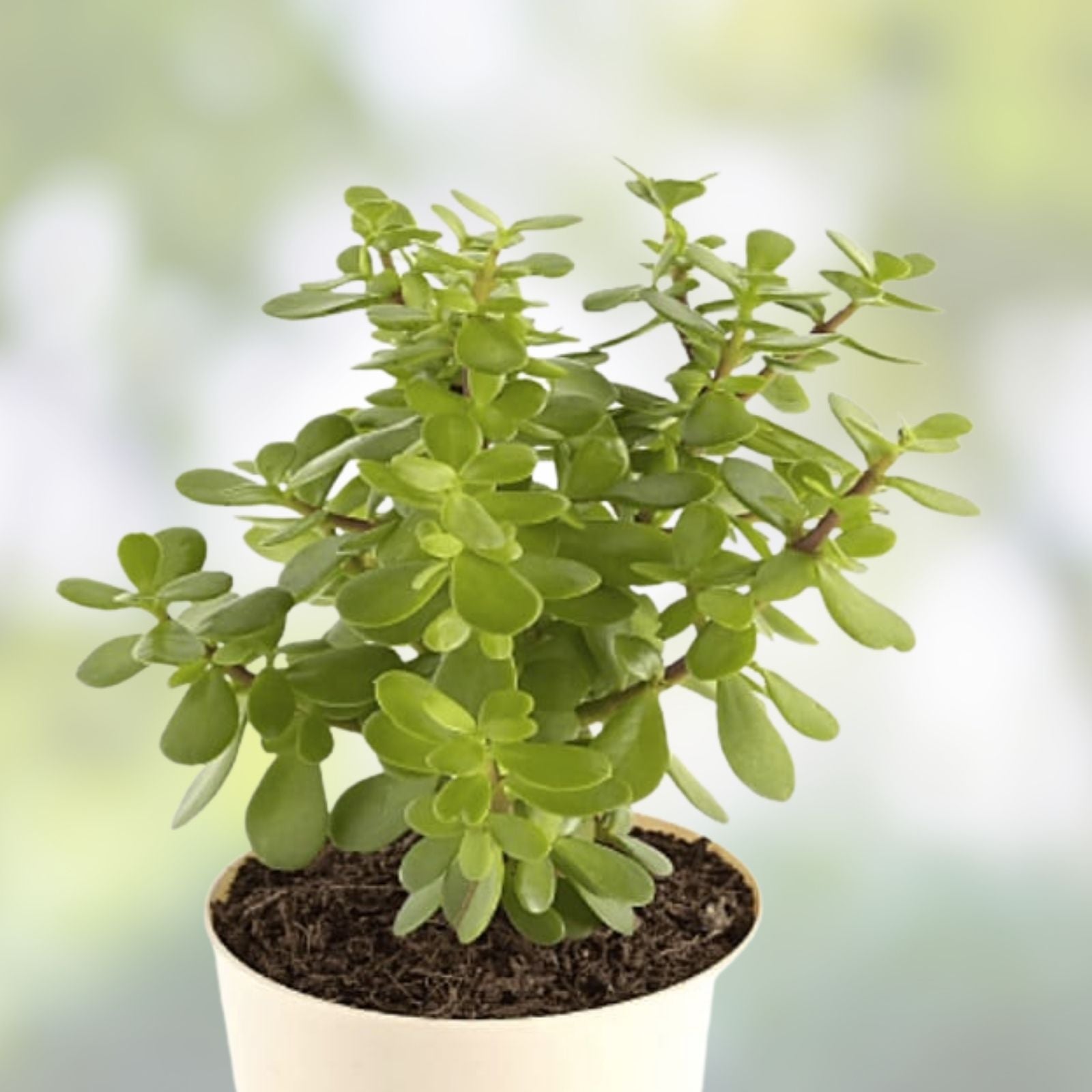 Jade Plant Cuttings - 5 Succulent Cuttings - Money Plant - Crassula ovata - Lucky Indoor Plant