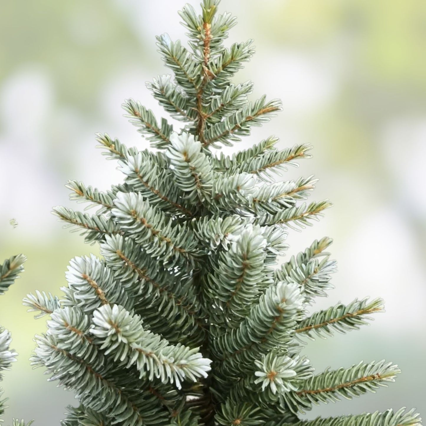 White Fir Seeds for Planting, 30 Count, Abies concolor, Evergreen Tree Seeds, Conifer Seeds for Gardening