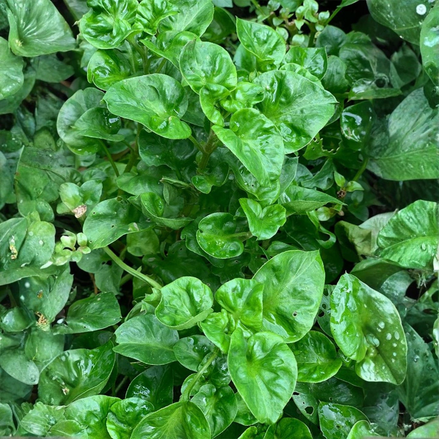 Brazilian Spinach Cuttings - 6 Samba Lettuce Sissoo Spinach (Alternanthera sissoo) | Edible Leaf Plant for Gardens