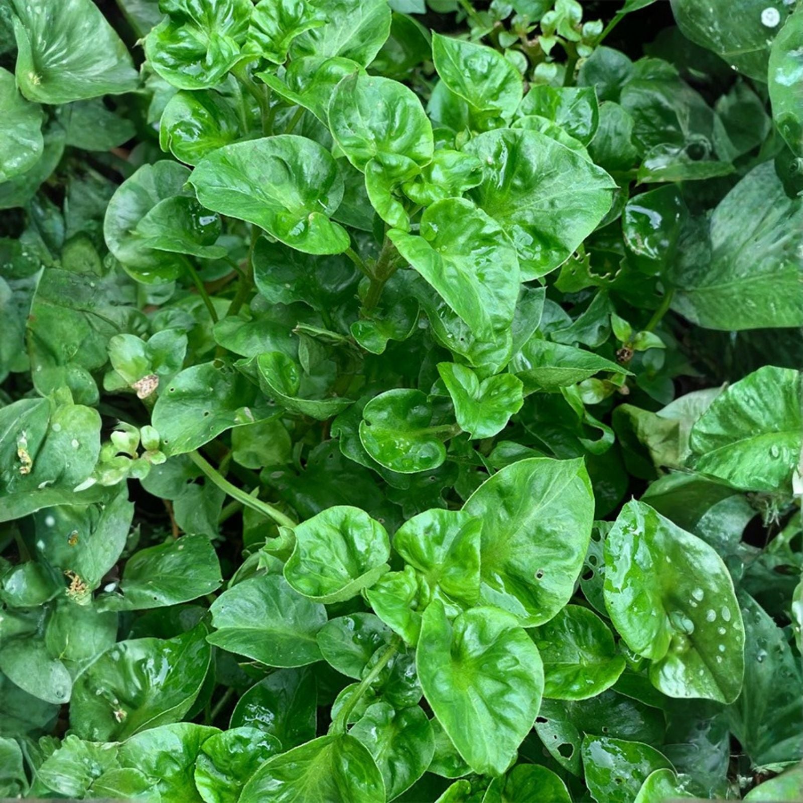 Brazilian Spinach Cuttings - 6 Samba Lettuce Sissoo Spinach (Alternanthera sissoo) | Edible Leaf Plant for Gardens