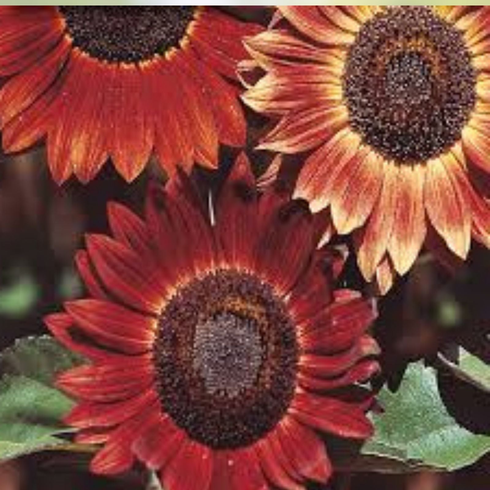 Sunflower Seeds for Planting 25+ | Evening Sunset Blend Orange Yellow Helianthus annuus | Garden Flower Seeds