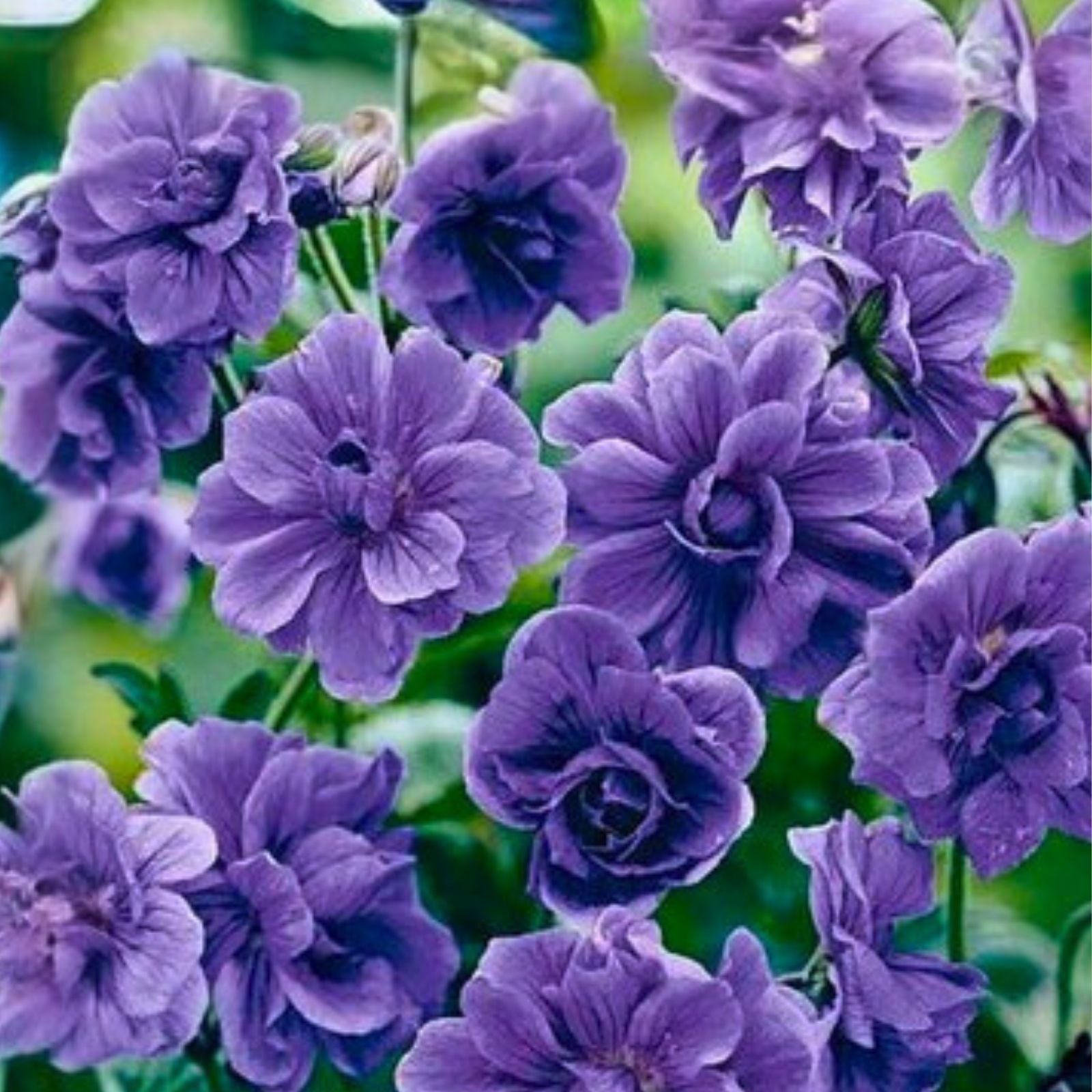 Geranium Seeds 100+ Count Cascade Violet Fragrant Flower Non-GMO Pelargonium spp.