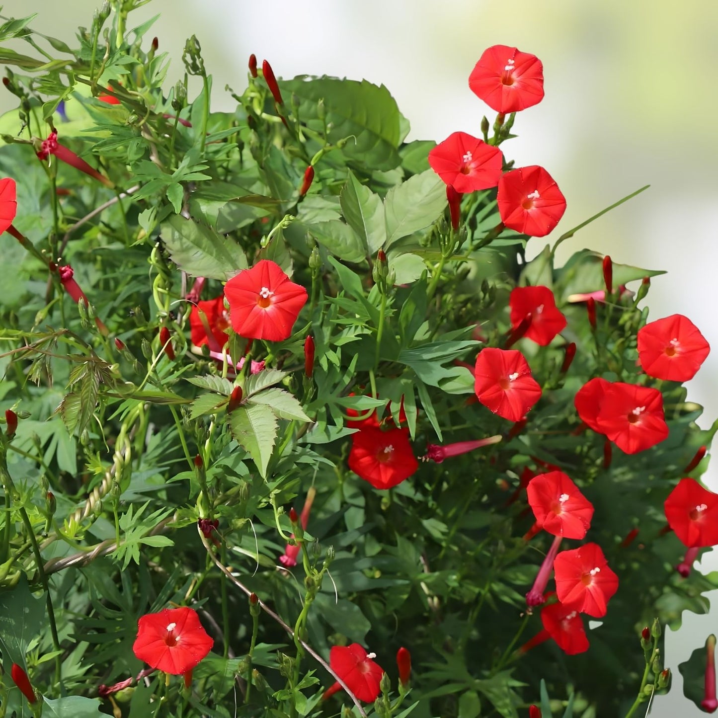 Cypress Vine Seeds 50+ Flowering Seeds Hummingbird Vine Ipomoea quamoclit Climbing Plant, Fast-Growing Garden Cover