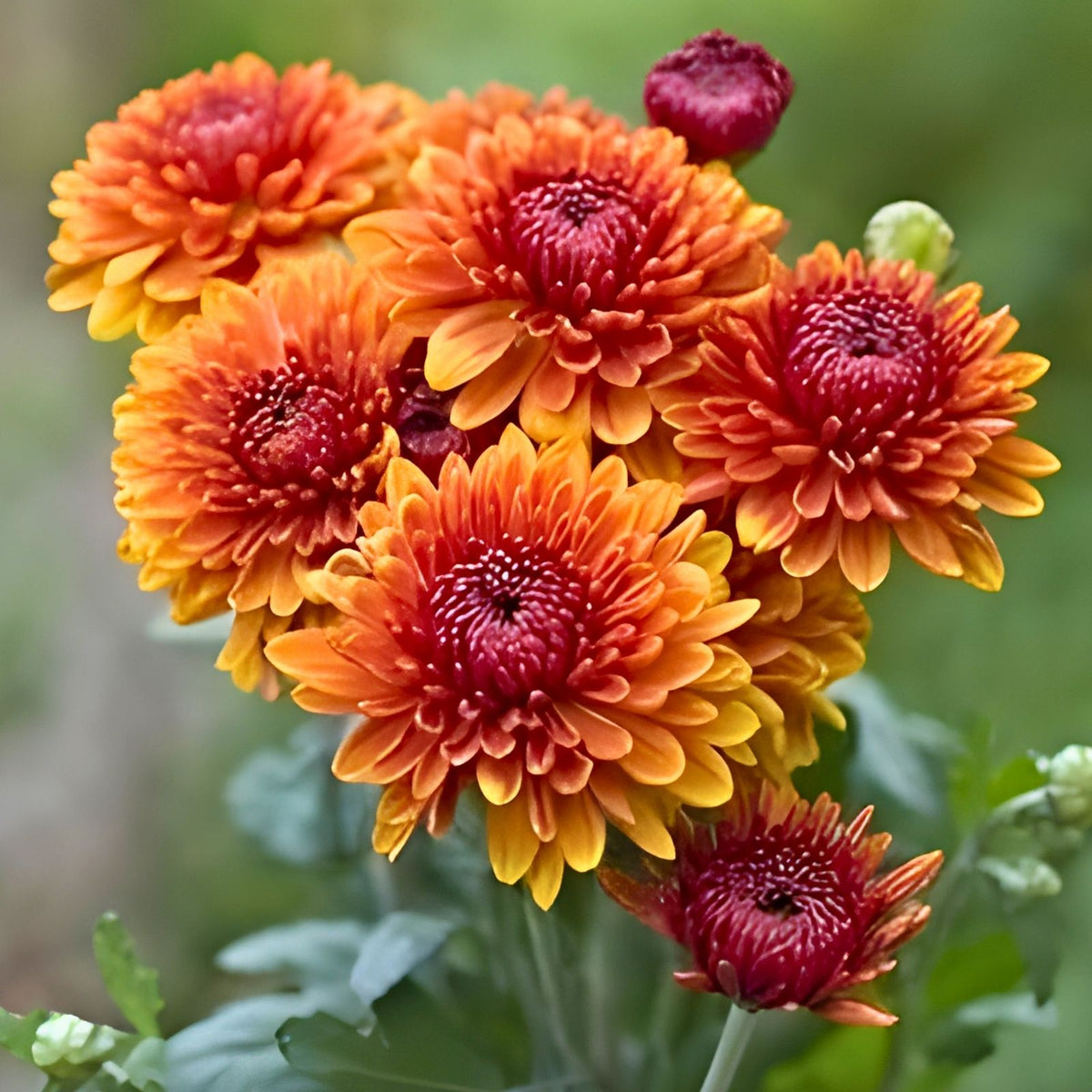 Magic Cranberry Mum Seeds 200+ Chrysanthemum Flower Seeds Colorful Blooms Chrysanthemum morifolium