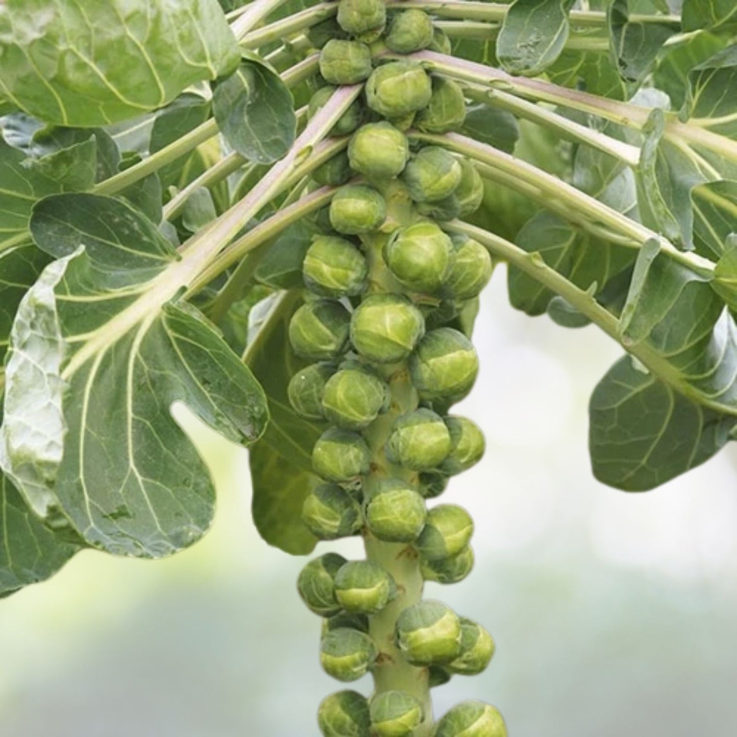 Brussel Sprouts Seeds - 300+ Catskill Variety (Brassica oleracea) - USA Grown