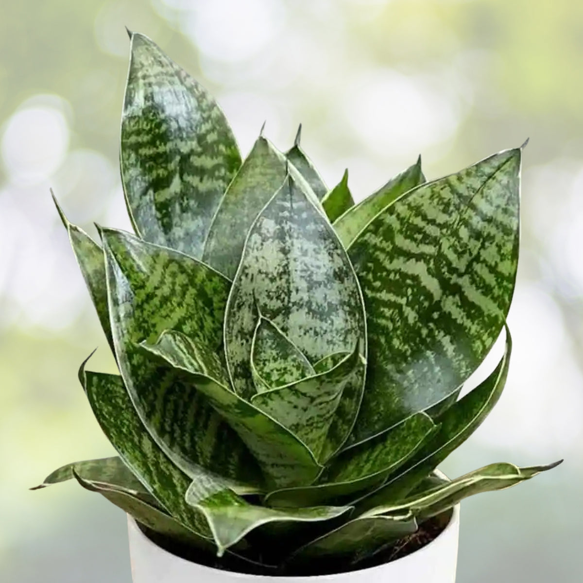Compact Bird’s Nest Snake Plant | 4-Inch Pot | Sansevieria Hahnii | Low-Light Air Purifying Houseplant | Easy Care Plant