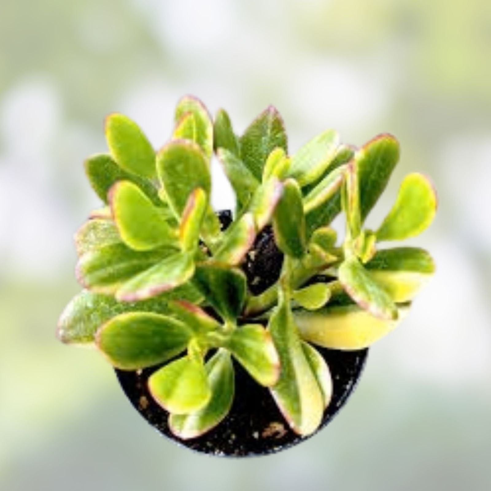 5 Cuttings Variegated Jade Succulent Plant Lemon Lime Tri-Color Crassula Ovata