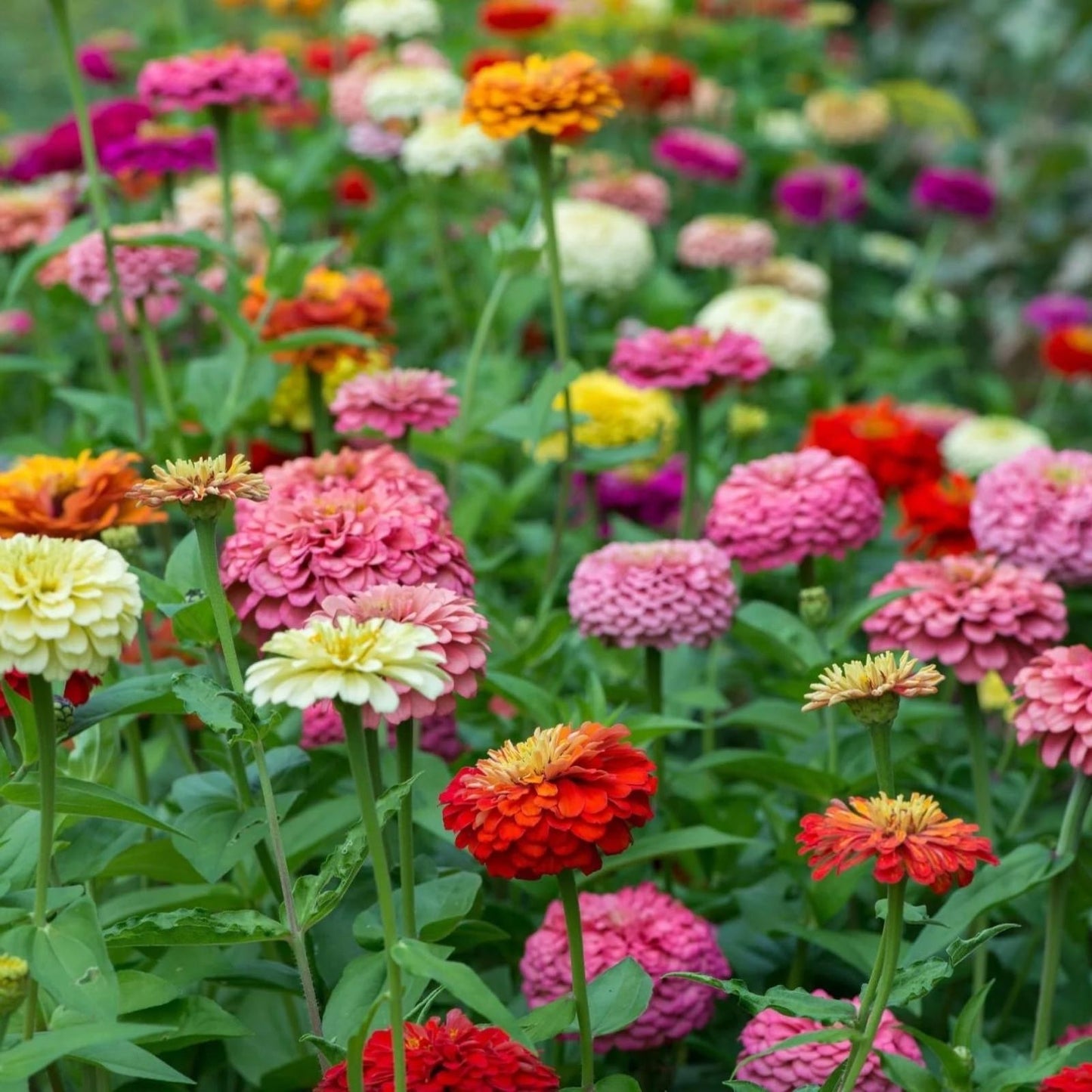 Zinnia Seeds 100 Pack - Short Stuff Mix - Colorful Zinnia elegans Flower Seeds for Vibrant Garden Blooms