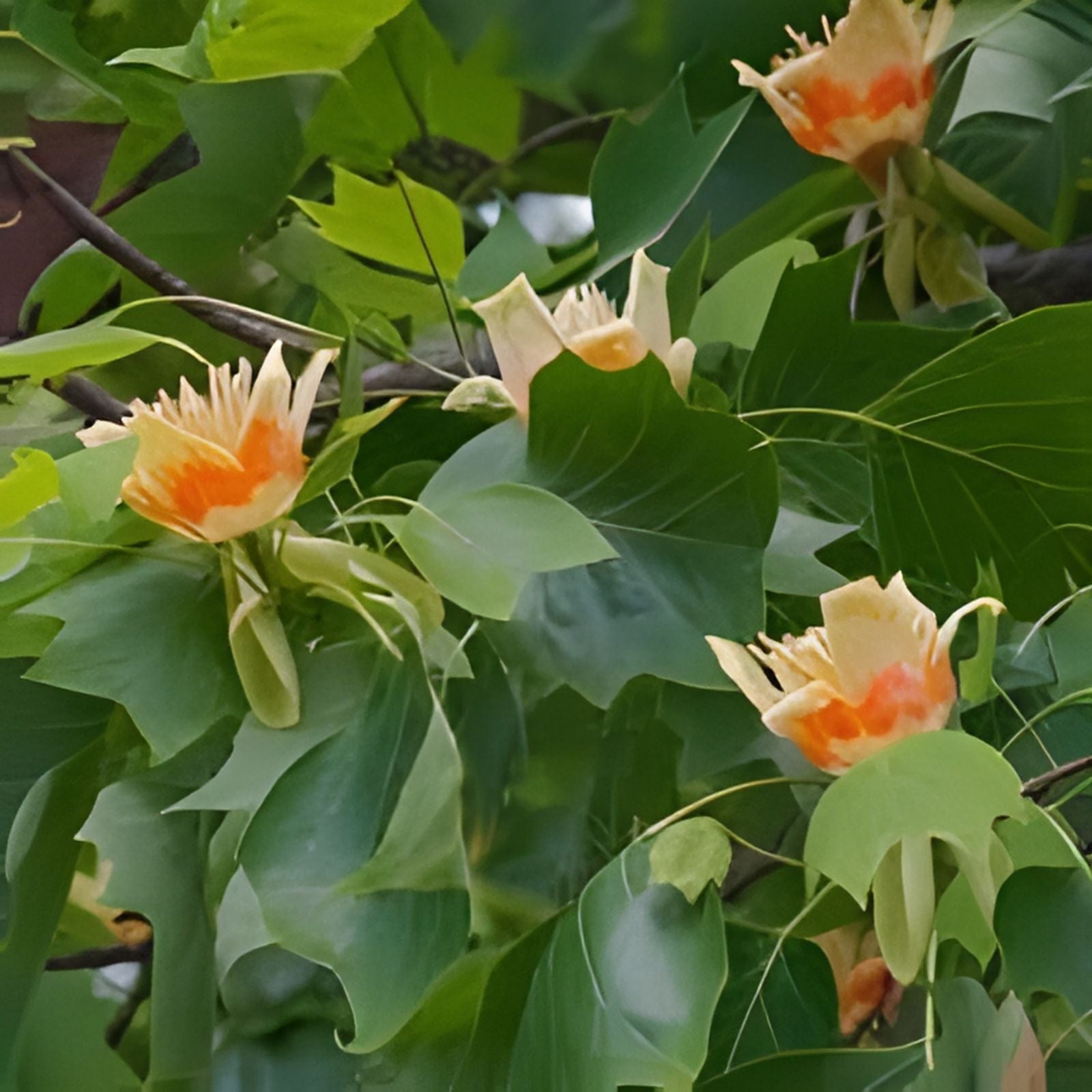 Tulip Poplar Live Tree Plant 16-24 Inches Bare Root Liriodendron tulipifera Deciduous Tree