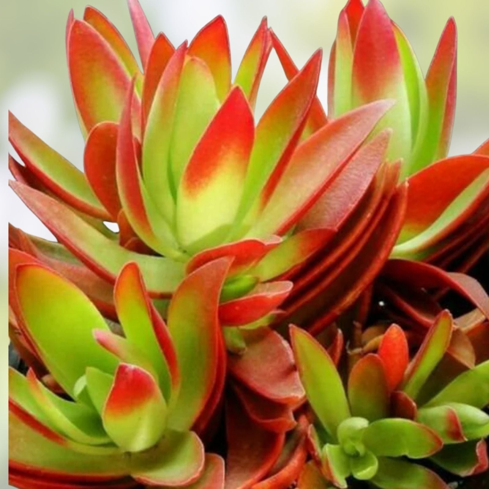 Succulent Cuttings 2" Crassula Capitella 'Campfire' Red Live Plants Unrooted - Easy Care, Indoor, Outdoor Succulents