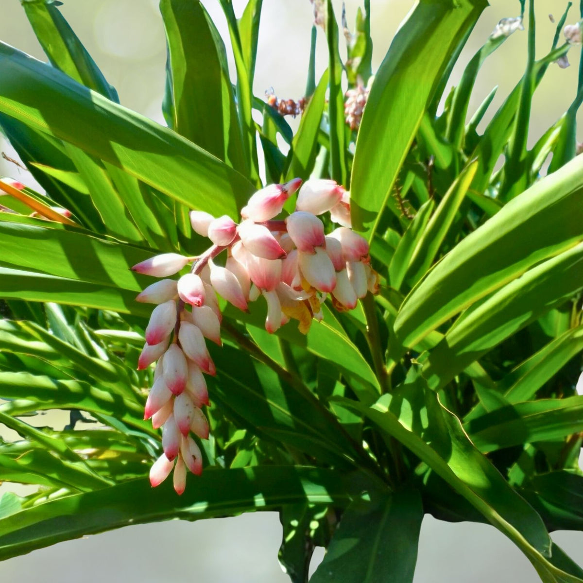 Two Shell Ginger Rhizomes - Freshly Harvested Alpinia zerumbet, Exotic Blooms & Edible Uses, Free Shipping