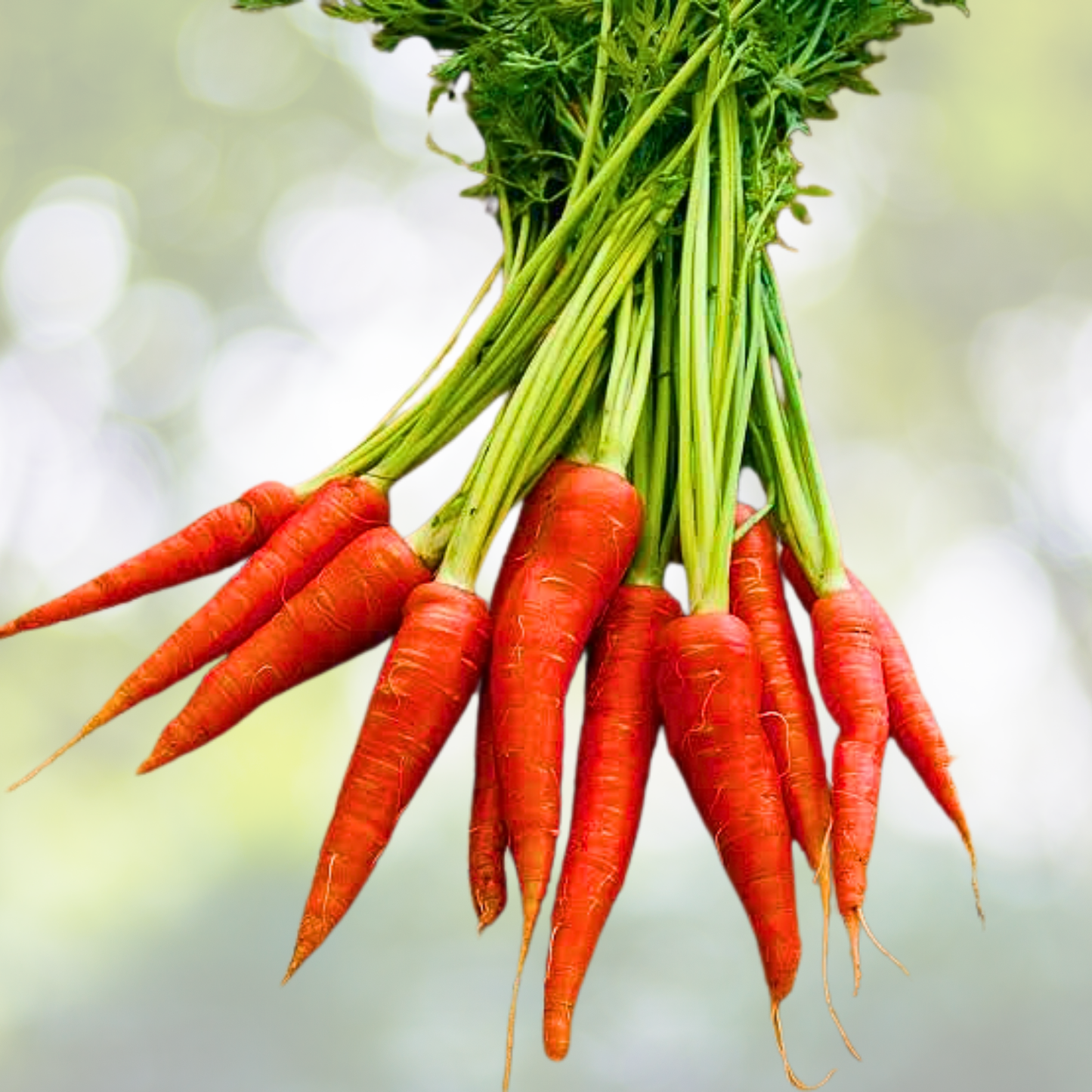 1000pcs Red Fruit Carrot Seeds - Sweet Juicy Heirloom Variety - Daucus carota
