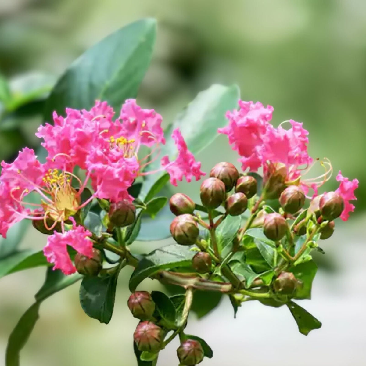 Hot Pink Crepe Myrtle Trees - 2 Live Rooted Cuttings - Lagerstroemia indica Flowering Plants for Garden Landscape
