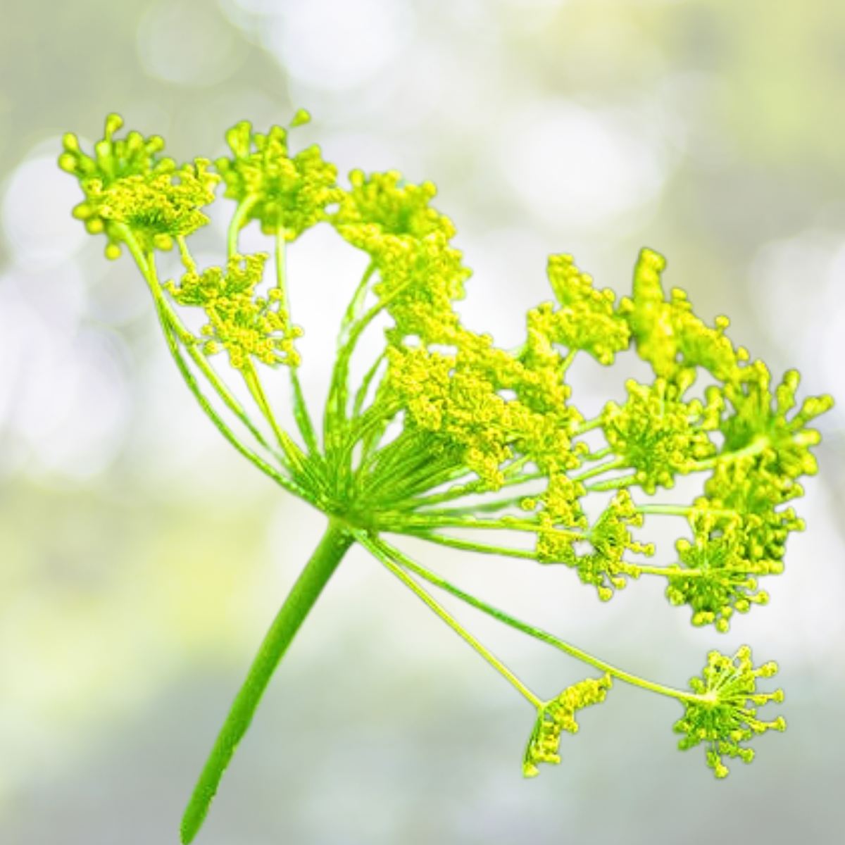 Dill Seeds - 500 Non-GMO Long Island Mammoth Pickling Herb - Anethum graveolens - Butterfly Host Plant