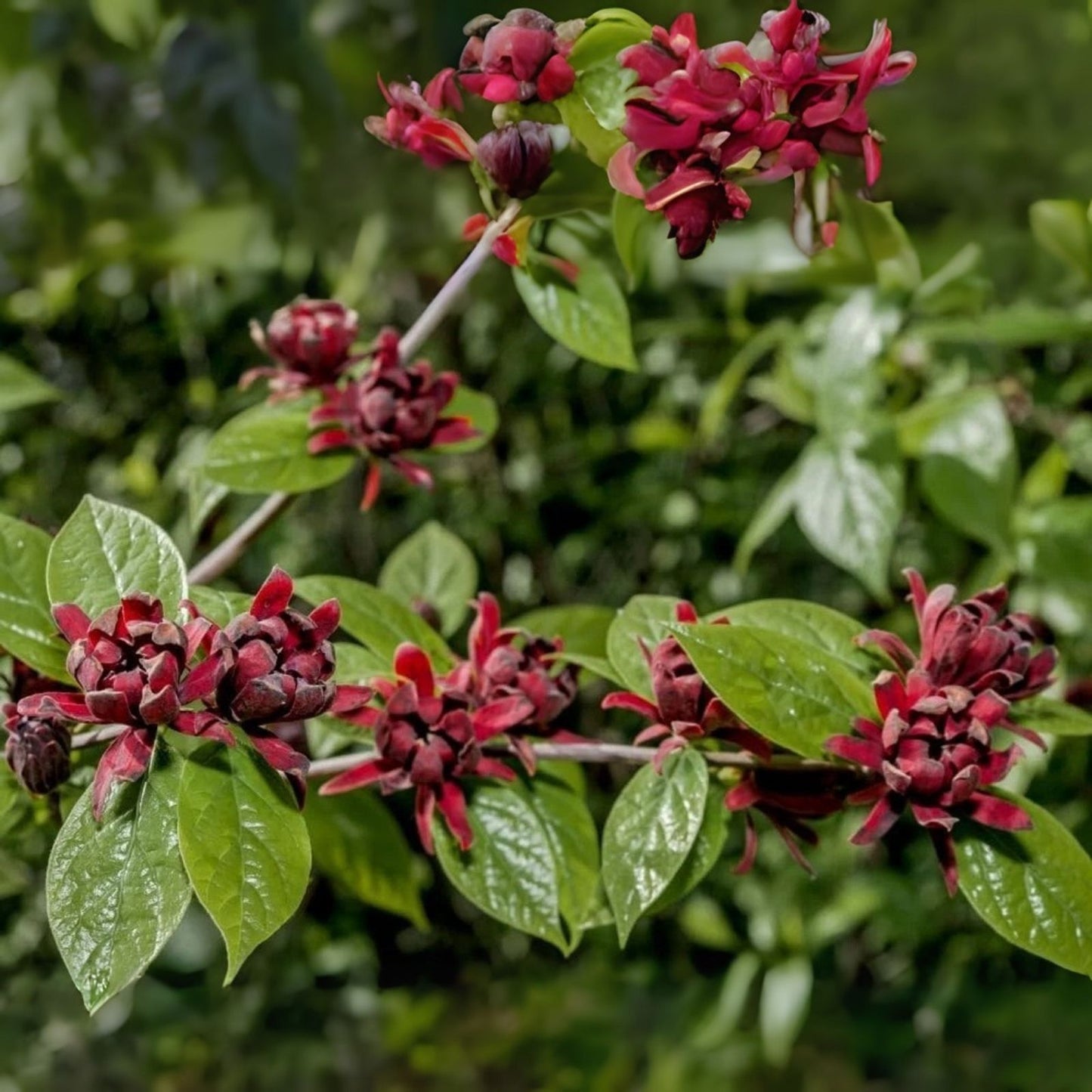 Sweetshrub Seedlings for Planting - Carolina Allspice - Calycanthus floridus