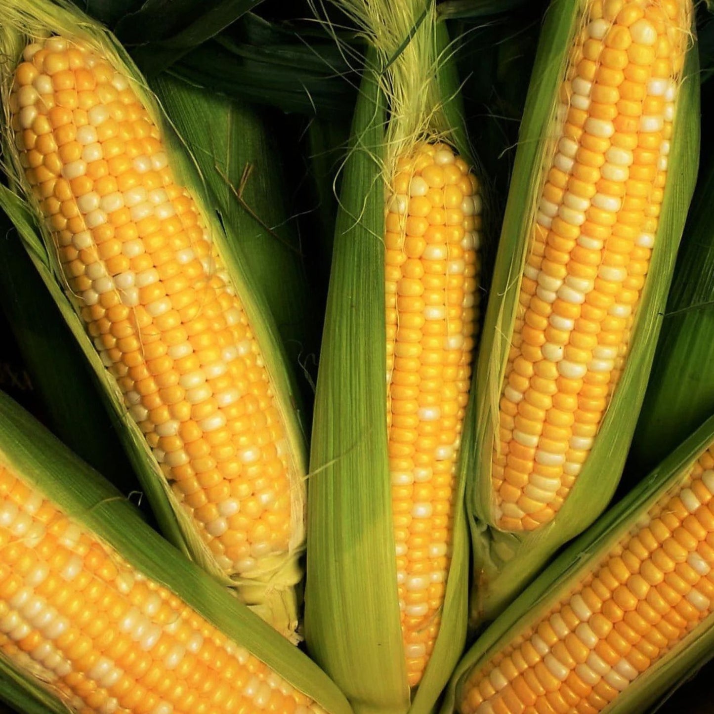 Kandy Korn Sweet Corn Seeds 35+ Pack, Yellow, Sugary Enhanced Hybrid, Tender Kernels, Zea mays, Vegetable Seeds