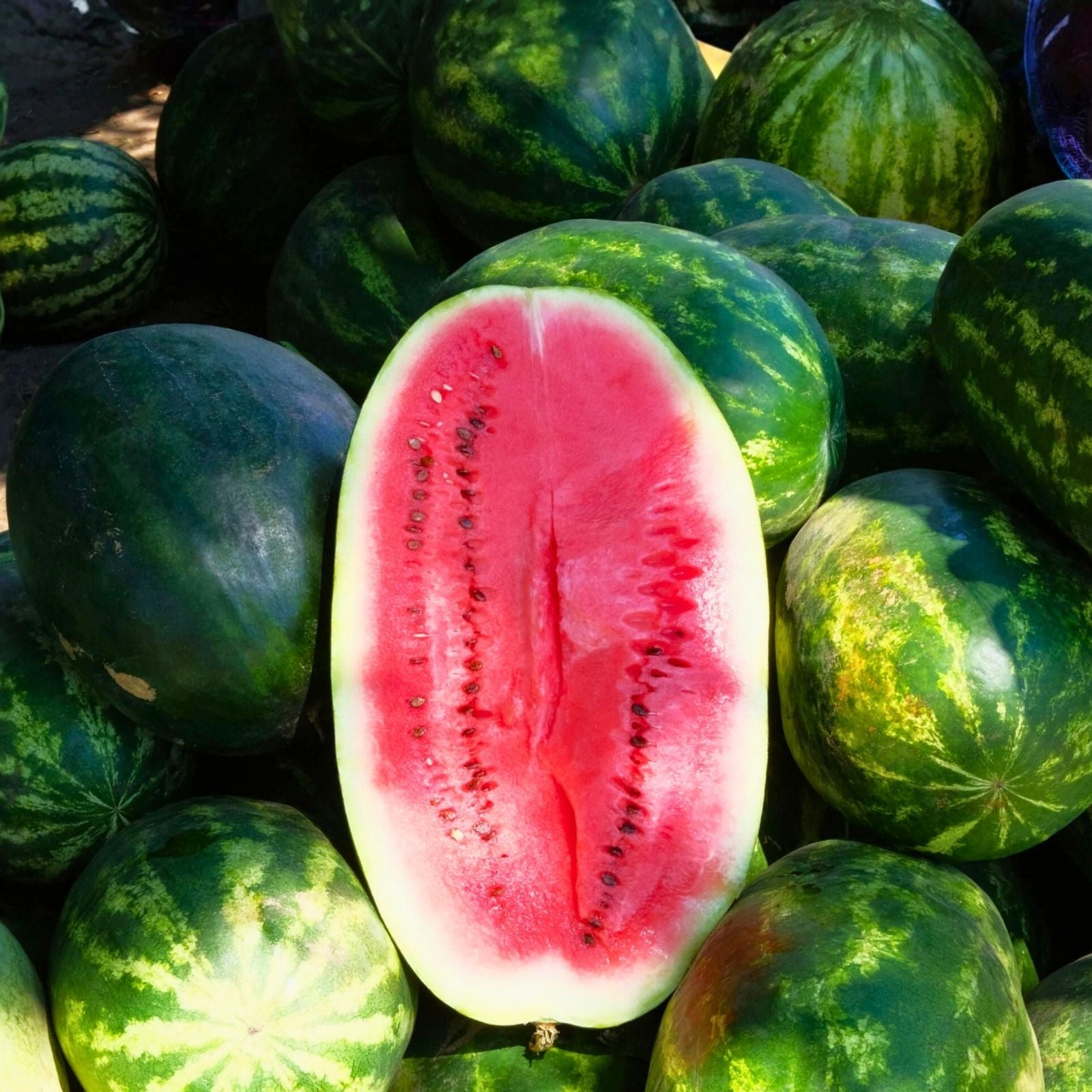 Heirloom Watermelon Seeds Charleston Grey Variety 100 Seeds Citrullus lanatus Fruit Planting Seeds