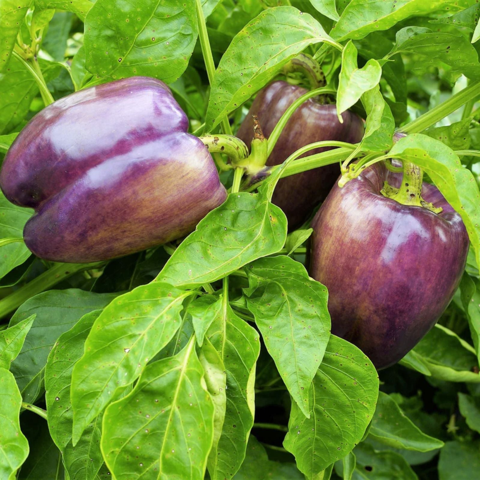 Purple Pepper Seeds - 100+ Seeds, Capsicum Annuum, Versatile for Planting, Eating, and Seasoning