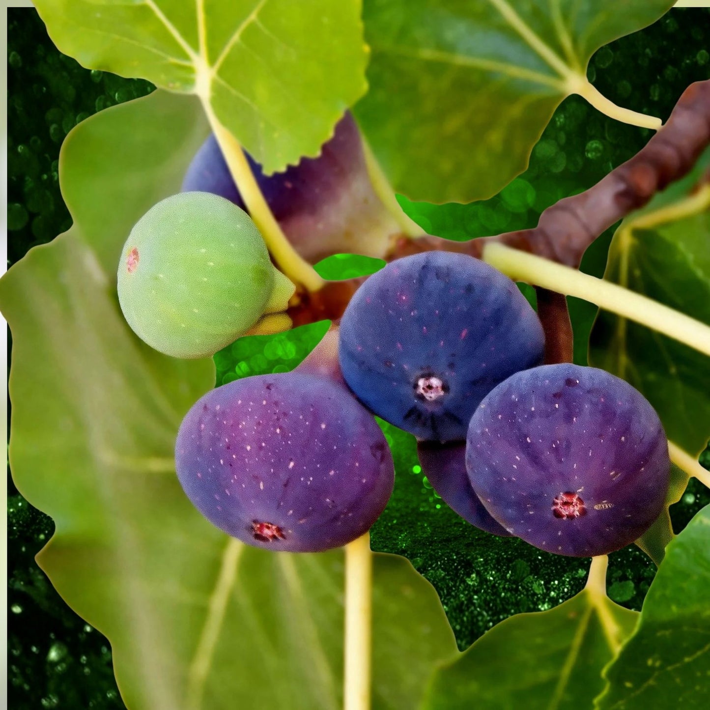 Chicago Hardy Fig Live Plant 4 Inch Pot Ficus carica Edible Fruit Tree Cold Hardy Container Plant
