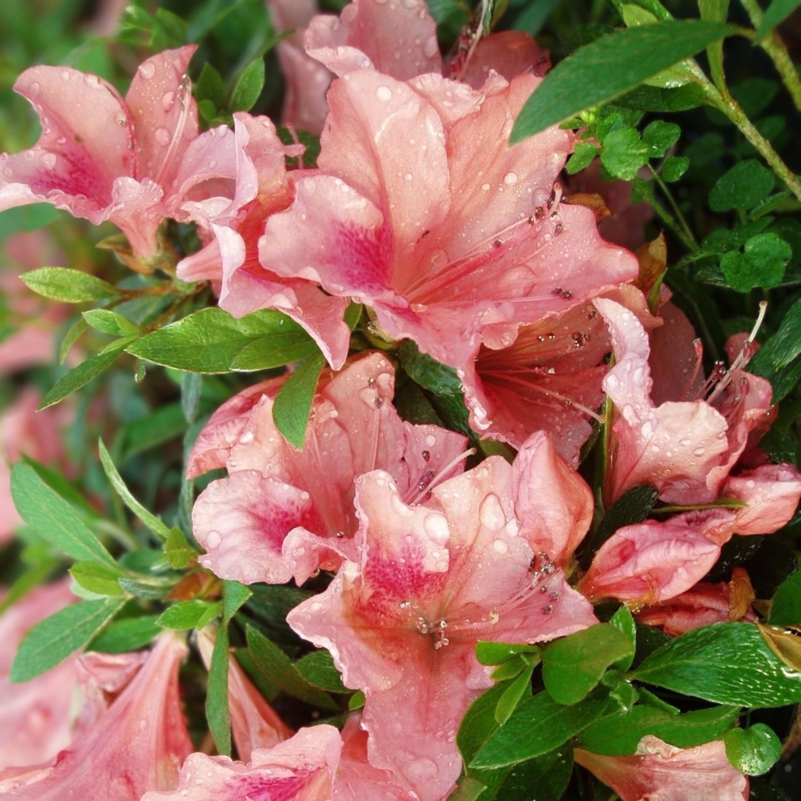 50+ Azalea Seeds Mix | Multi-Color Rhododendron Flower Seeds | Shrub Bush Garden Plant | USA