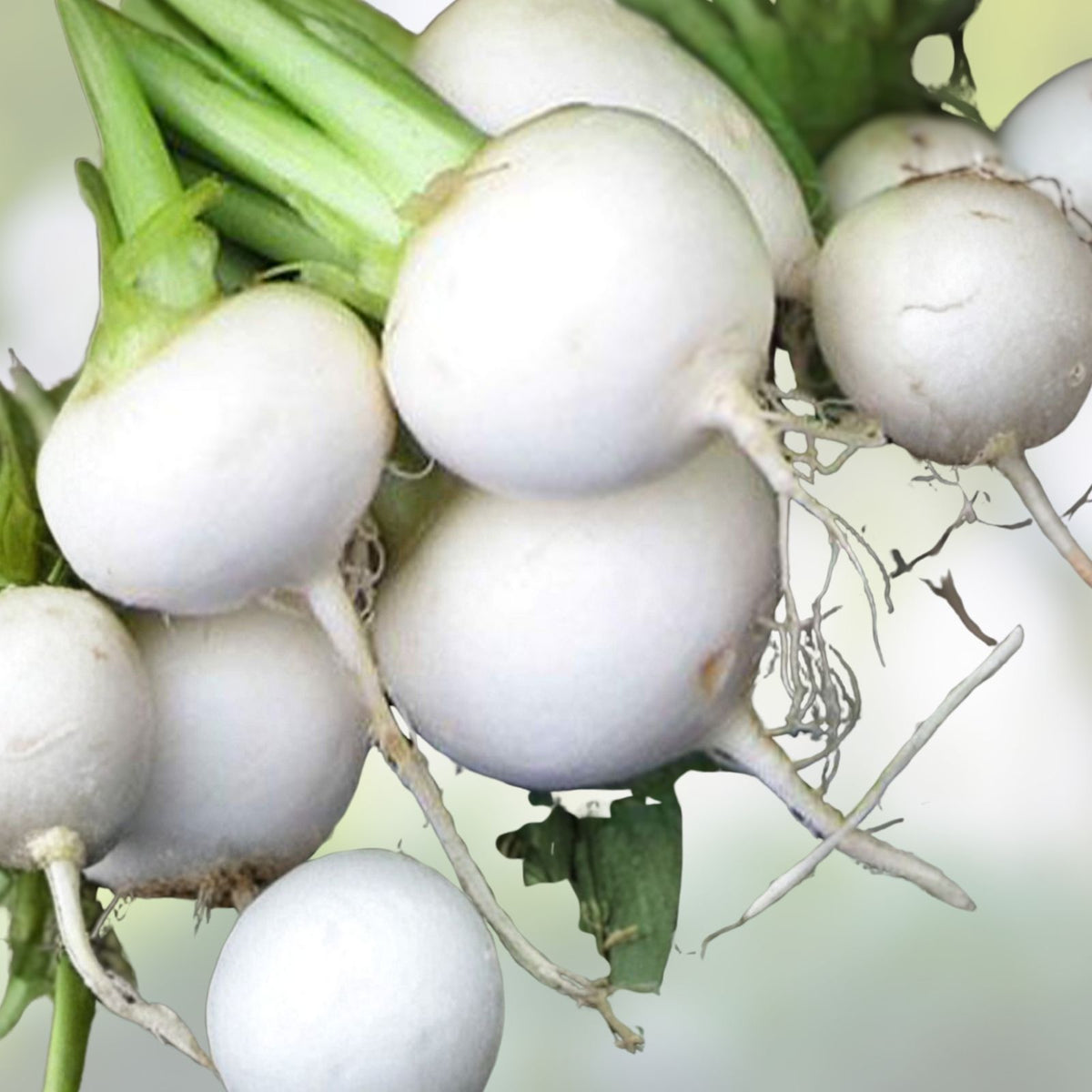 Heirloom Turnip Seeds 1000 Non-GMO White Egg Vegetable Seeds Brassica rapa for Gardening and Cooking
