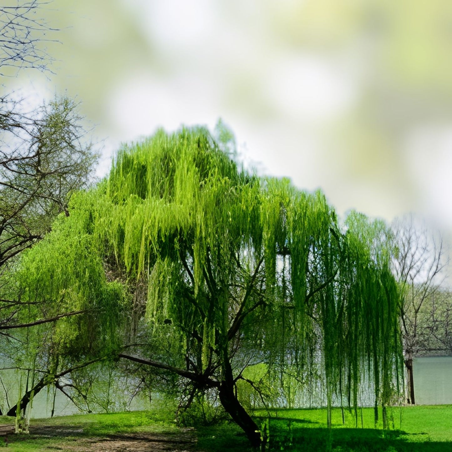 Willow Tree Bundle - 10 Fast Growing & 4 Weeping Willow Trees - Salix babylonica & Salix spp. - Garden Landscaping Plants