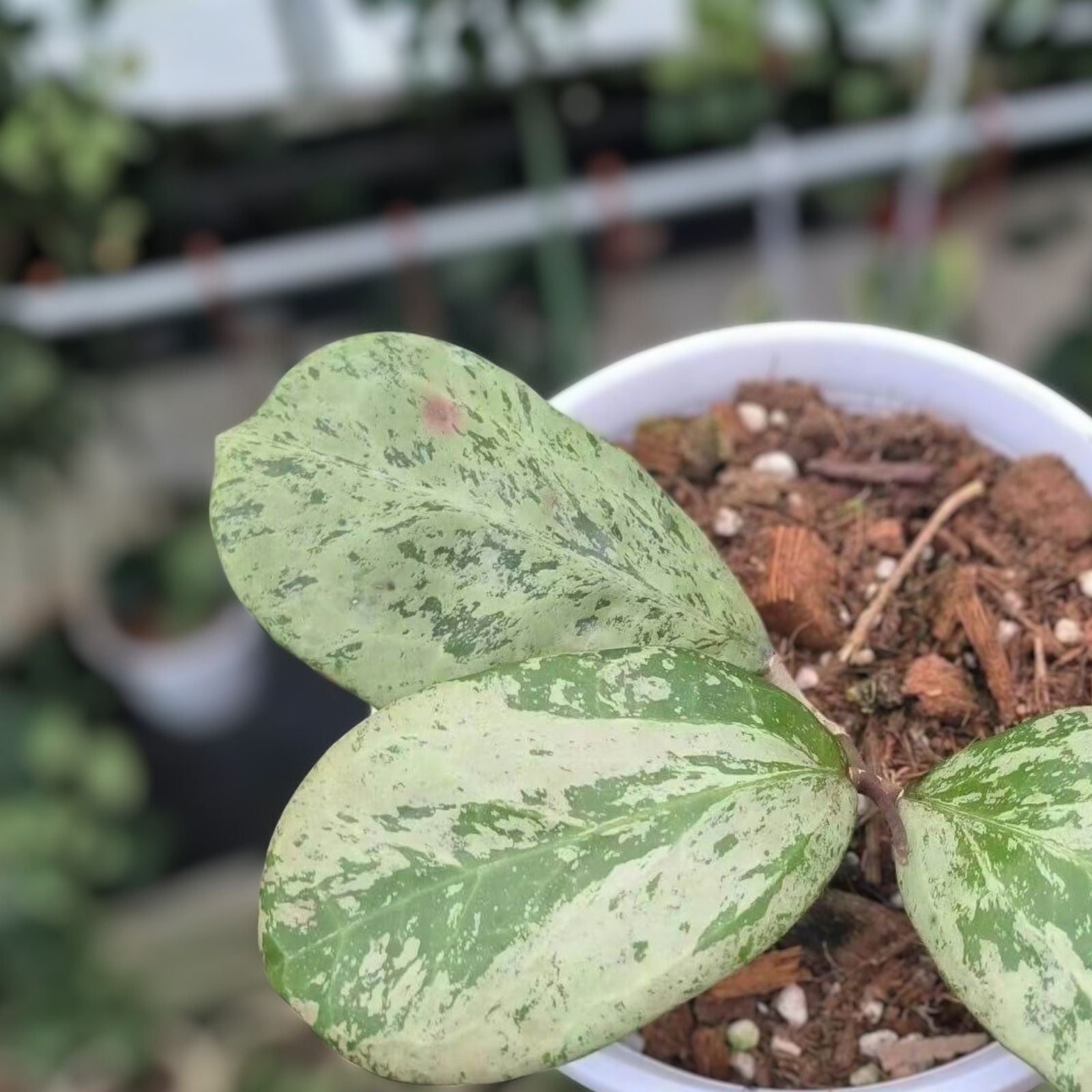 Hoya Plant Live Michelle Silver Leaf Indoor Houseplant Hoya carnosa 'Michelle' Easy Care Green Plant