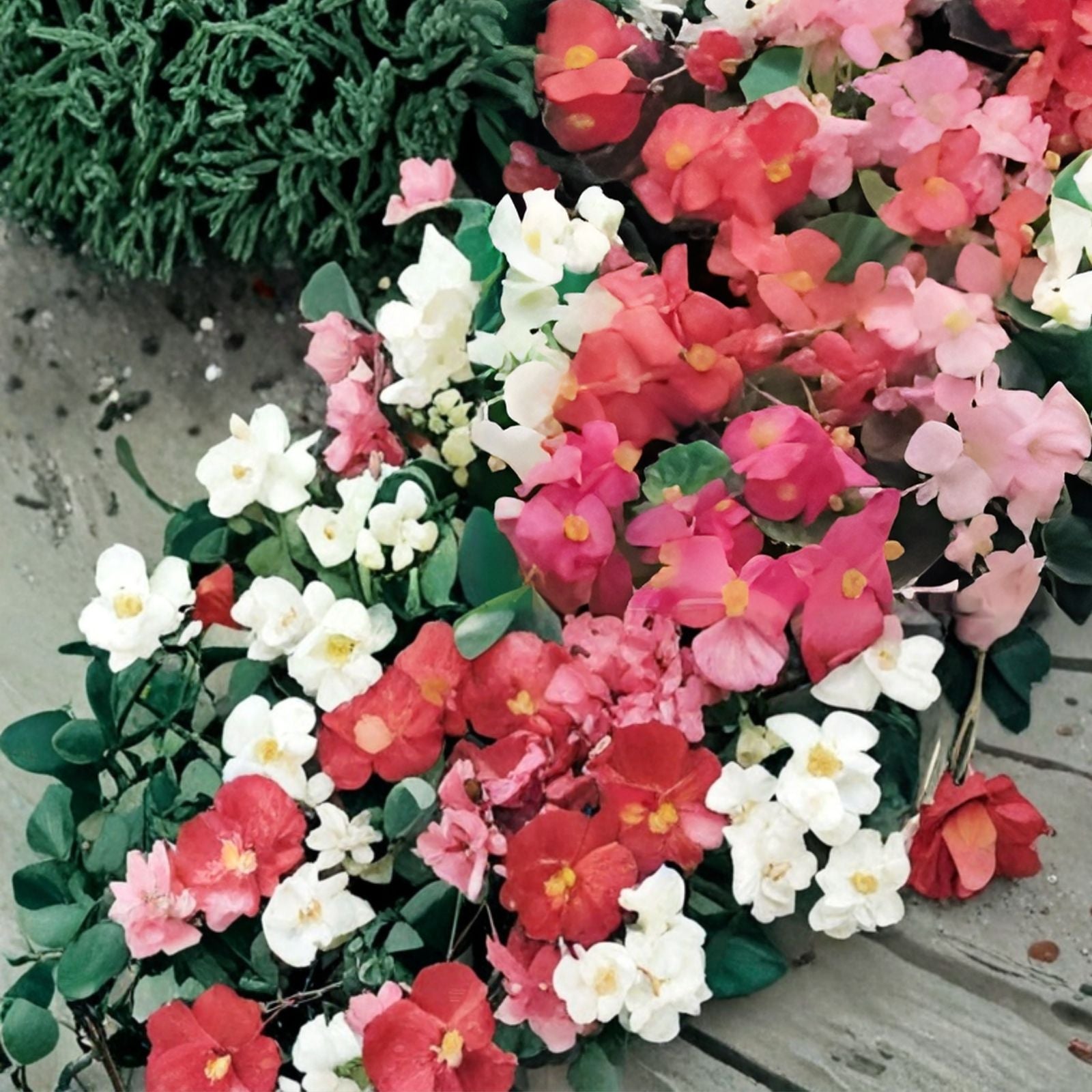 Begonia Seeds 45 or 125 Count Alabaster Charisma Non-GMO Flower Seeds Begonia semperflorens