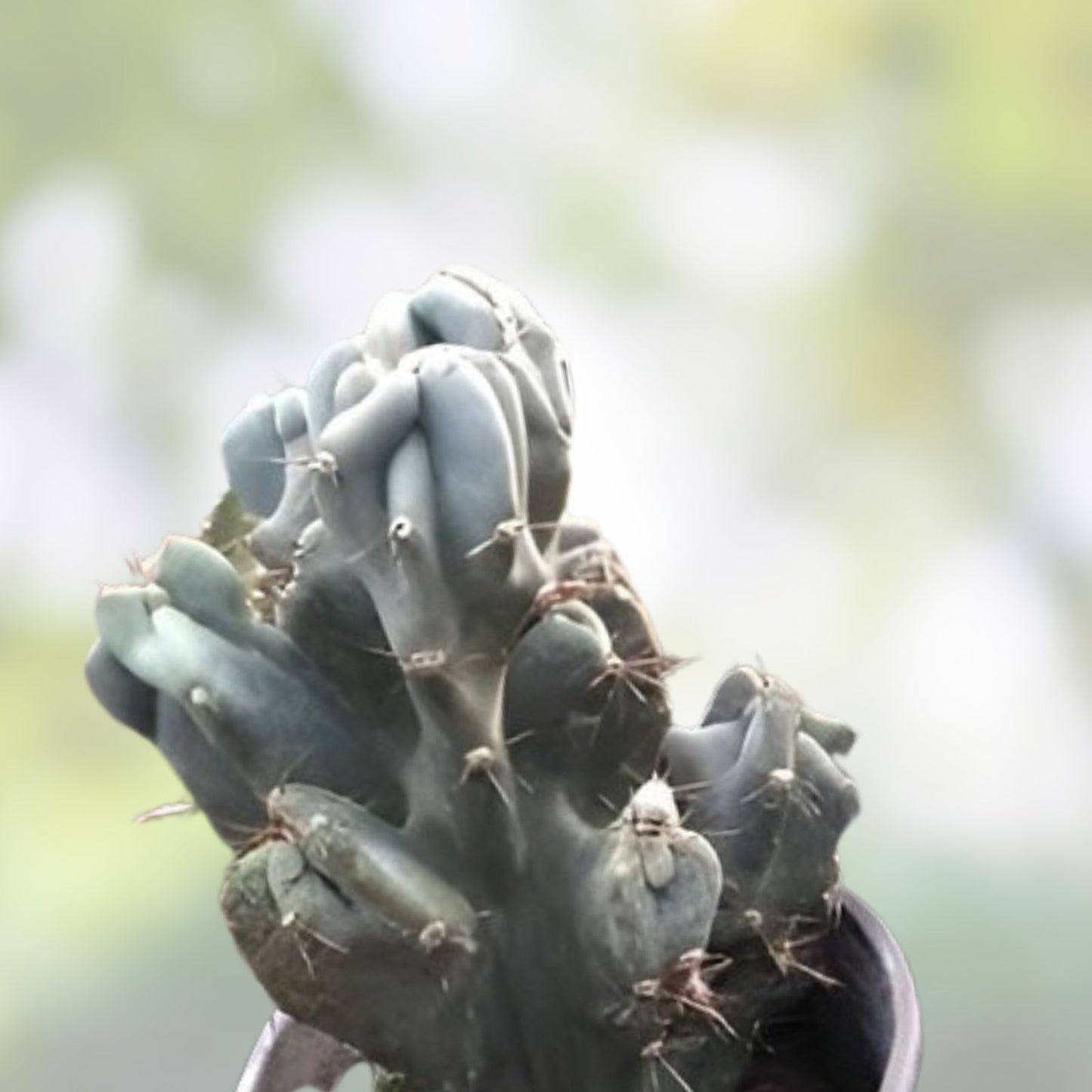 Cereus peruvianus var. monstrose - Peruvian Apple Cactus - Unique Monstrose Succulent Plant for Indoor & Outdoor Gardens