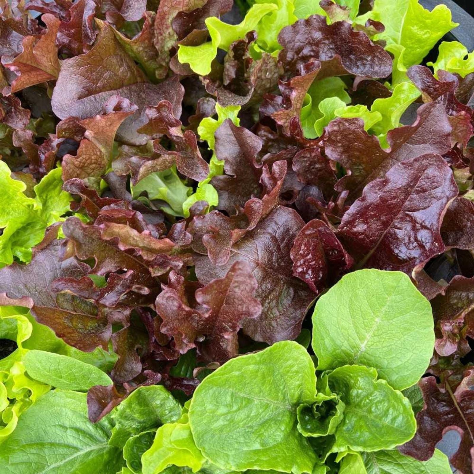 Gourmet Lettuce Mix Seeds - 500 Heirloom Variety Salad Greens - Allstar Gardening Organic Vegetable Seeds