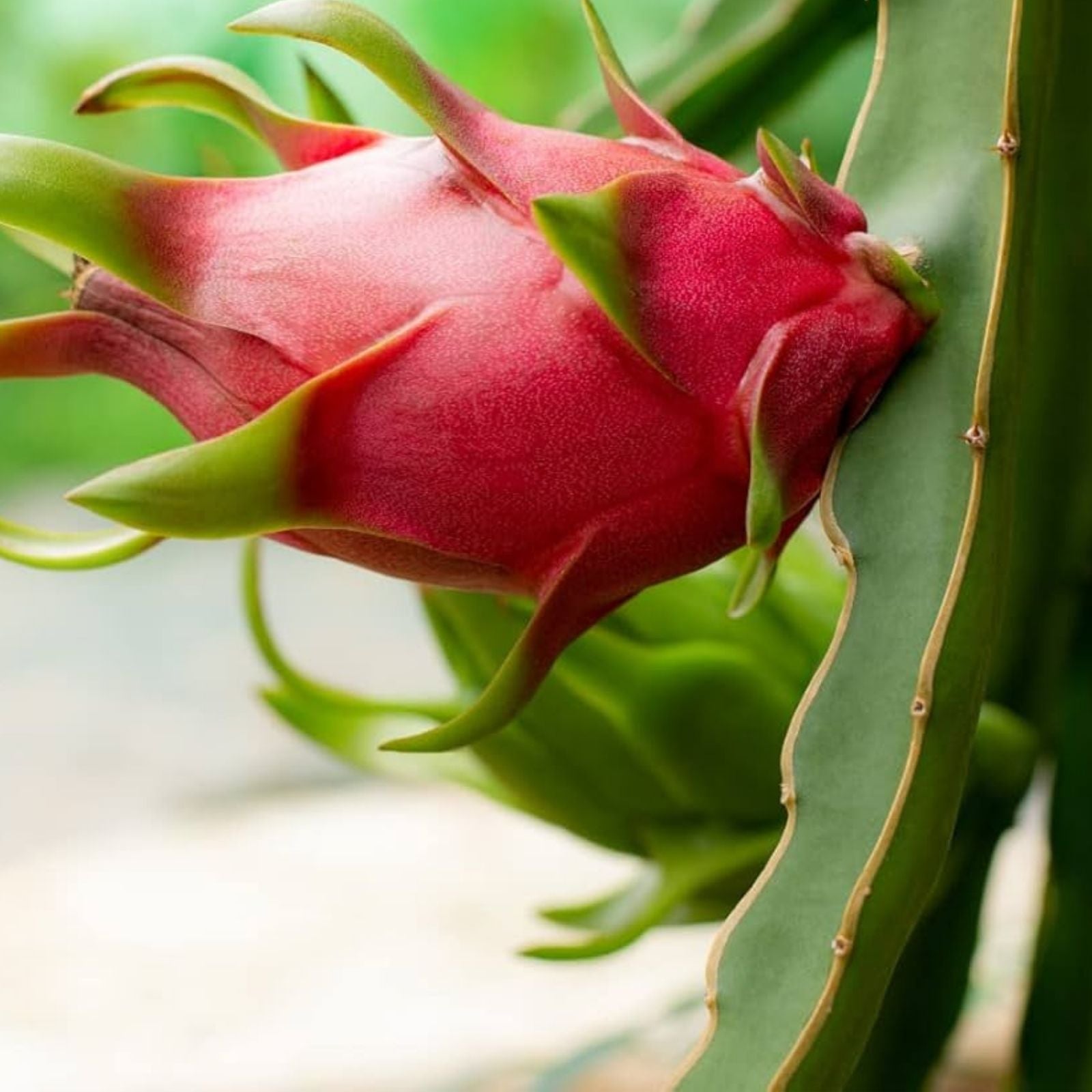Dragon Fruit Cuttings 8-14 Inches Long - Hylocereus Undatus Pitaya Variety - 13 Healthy Plant Clippings for Easy Propagation