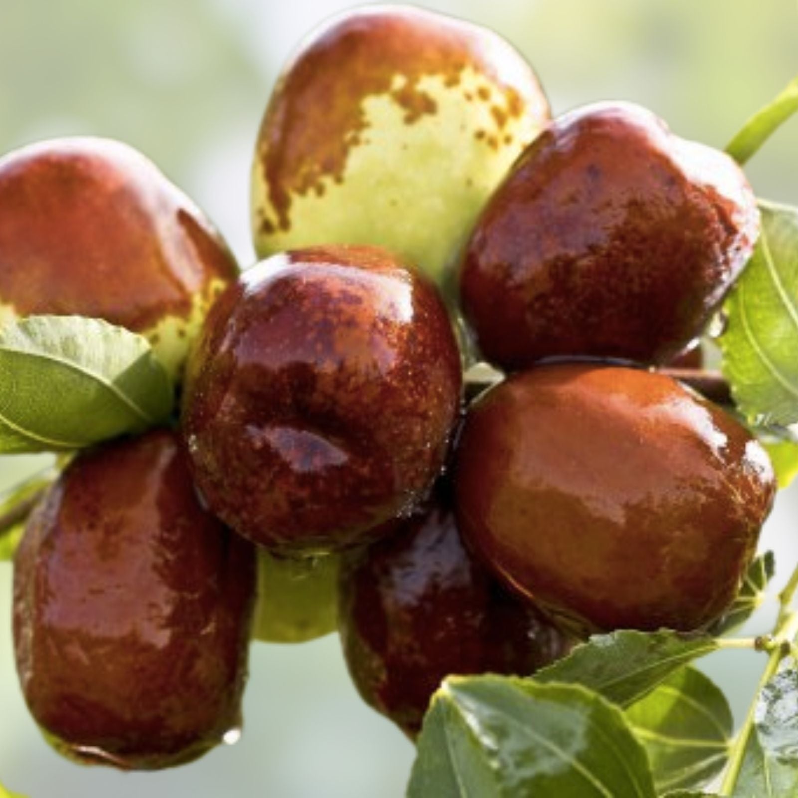 Taiwan Green Jujube Tree Graft Cutting 10" Juicy Sweet Ziziphus jujuba 'Taiwan Honey Date'