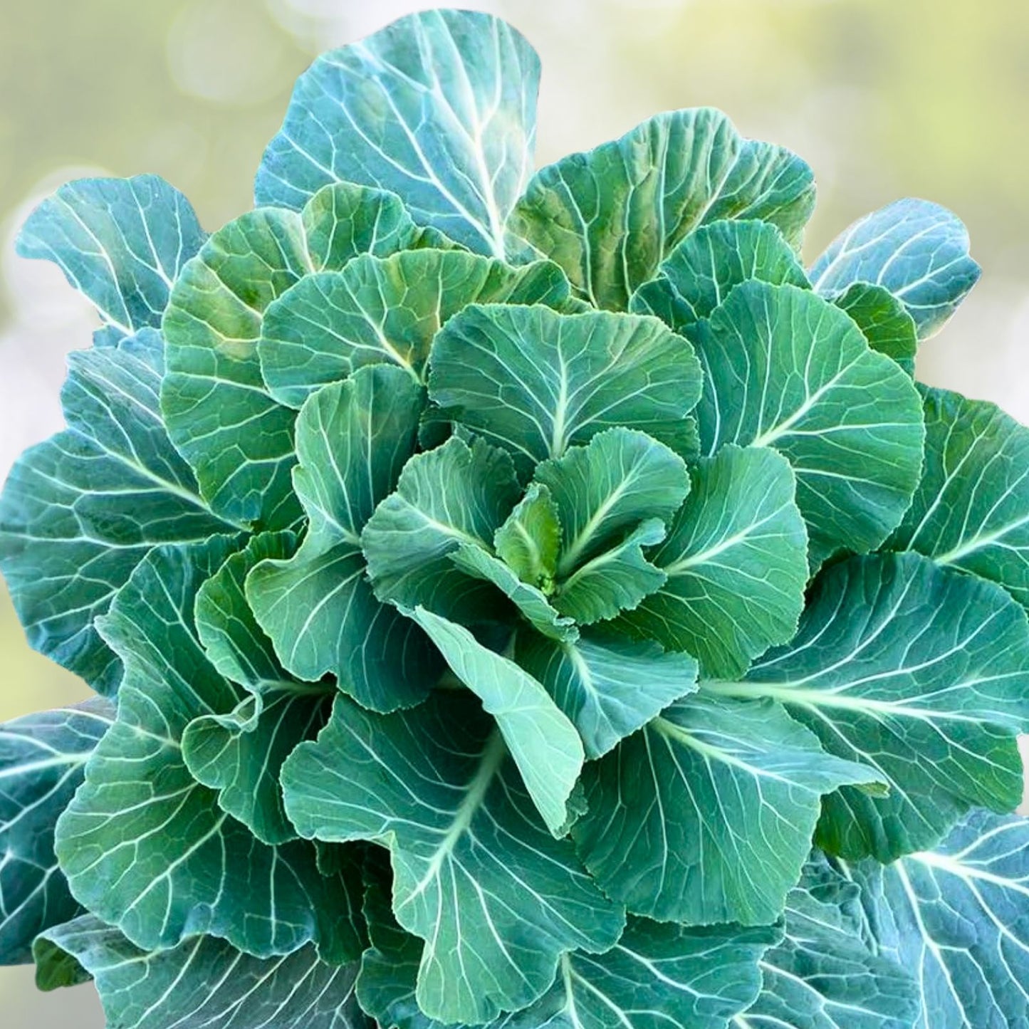Collard Green Seeds 500 Count - Champion Heirloom Non-GMO Brassica oleracea Greens for Cooking and Gardening
