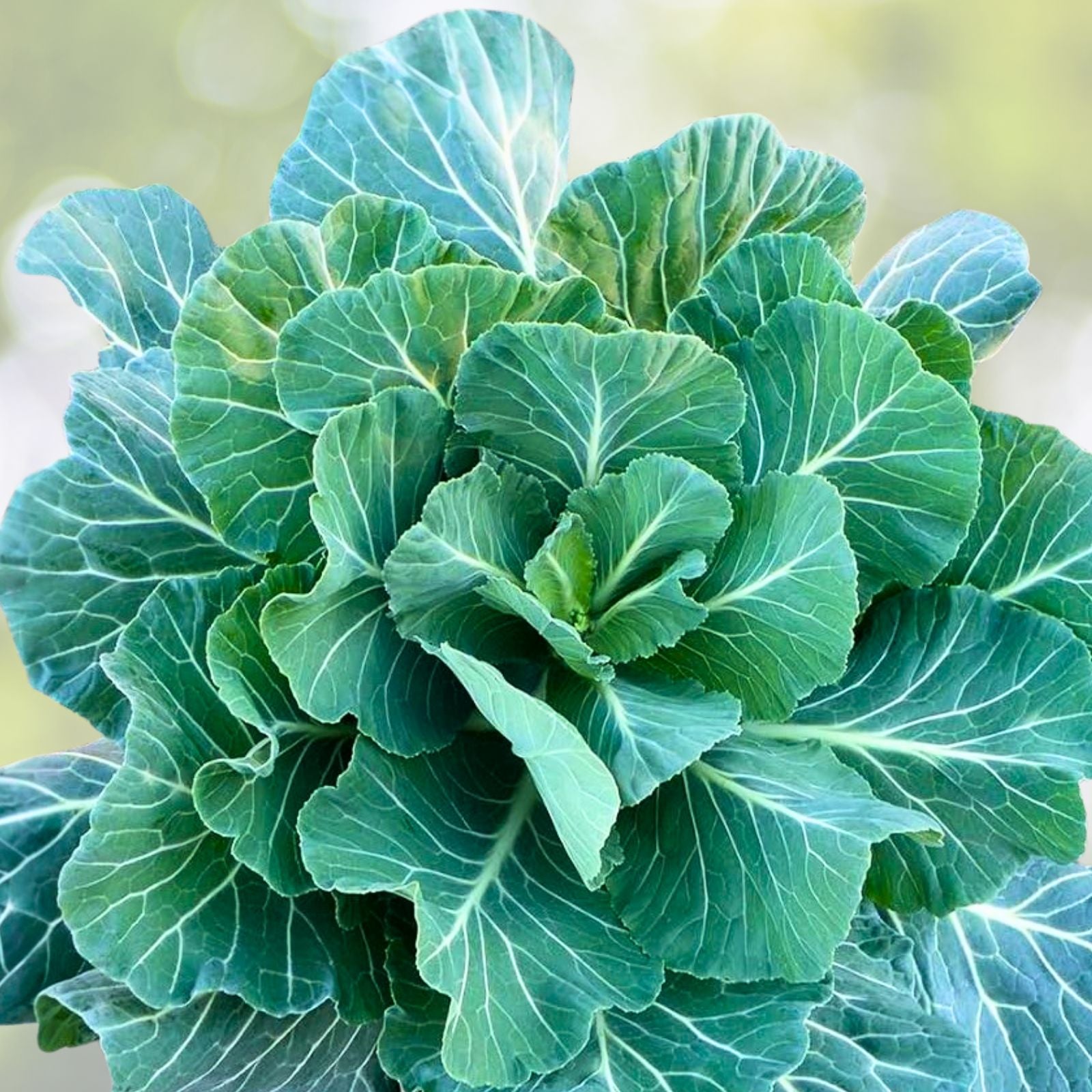 Collard Green Seeds 500 Count - Champion Heirloom Non-GMO Brassica oleracea Greens for Cooking and Gardening