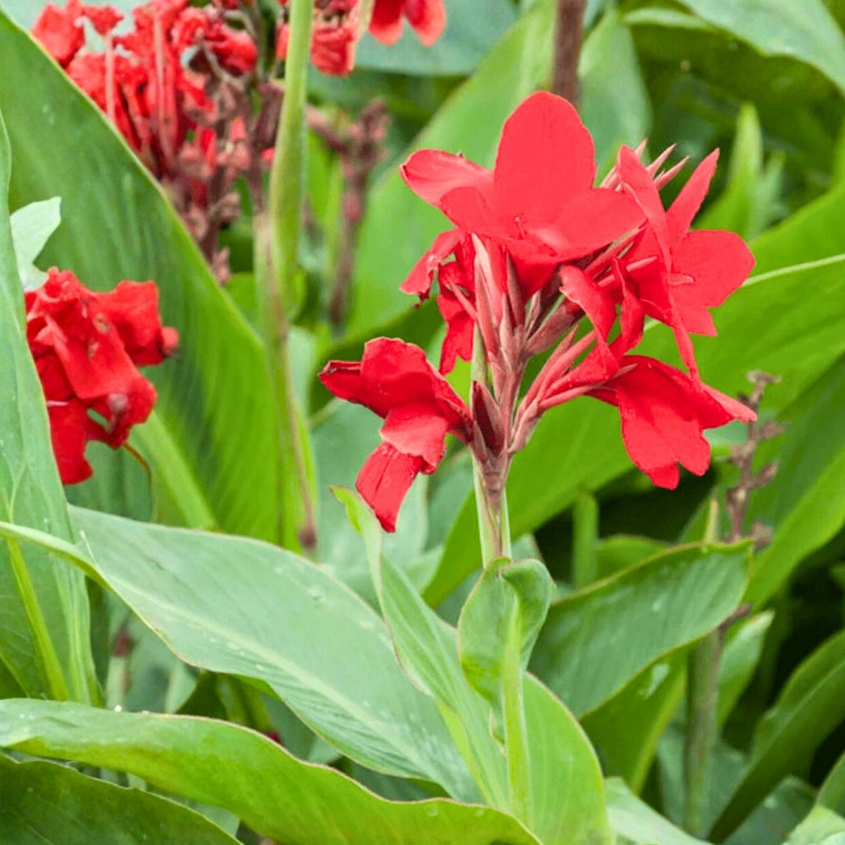 Canna Flower Seeds - 10 Pack - Colorful Edible Variety - Canna indica