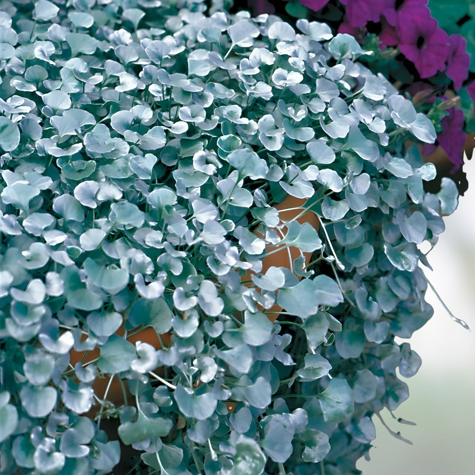 Silver Falls Dichondra Seeds - 10 Seeds - Weeping Ground Cover - Dichondra repens - Low Maintenance, Garden Plant, Landscaping