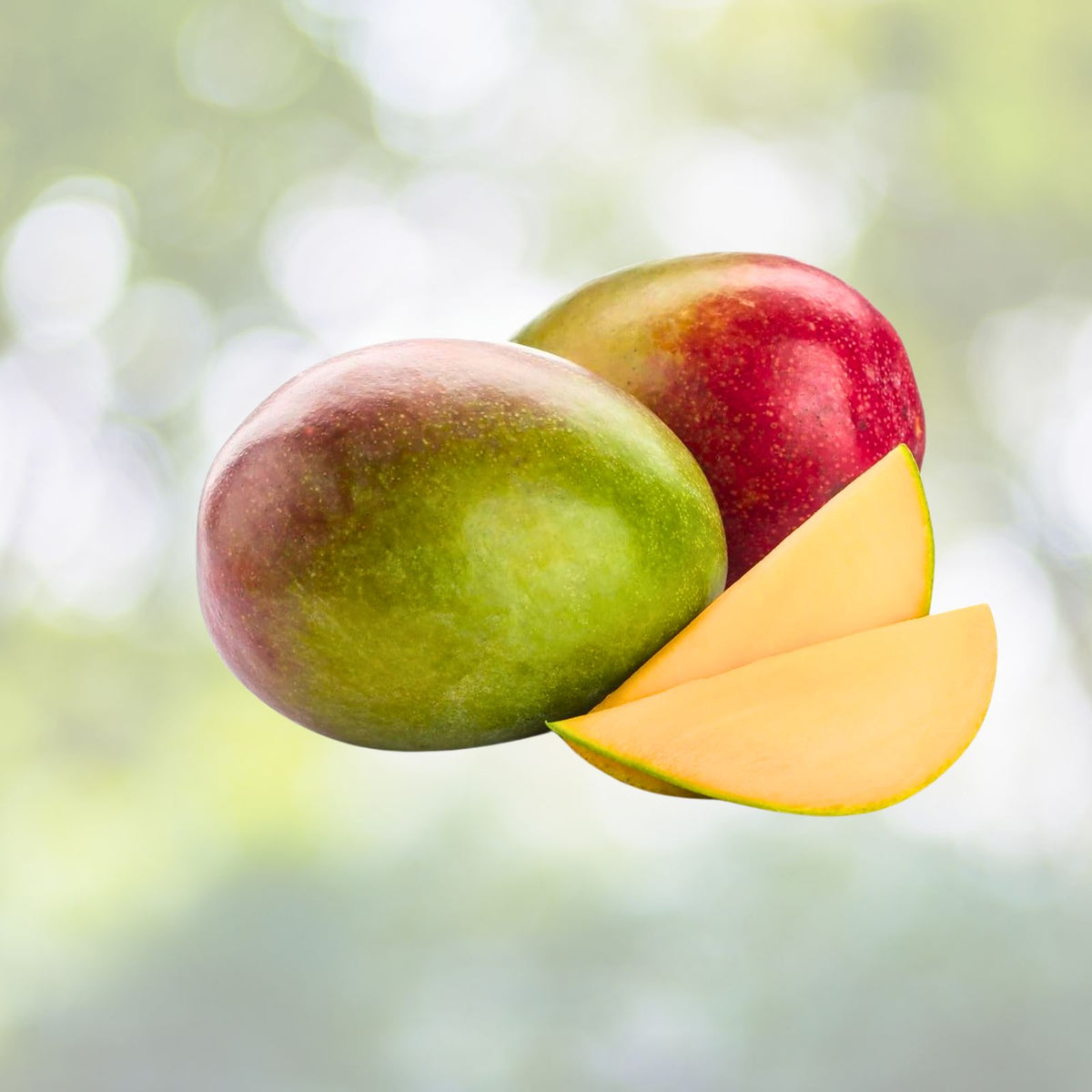 Kent Mango Seeds 3 Pack Fresh USA So Sweet Mangifera Indica