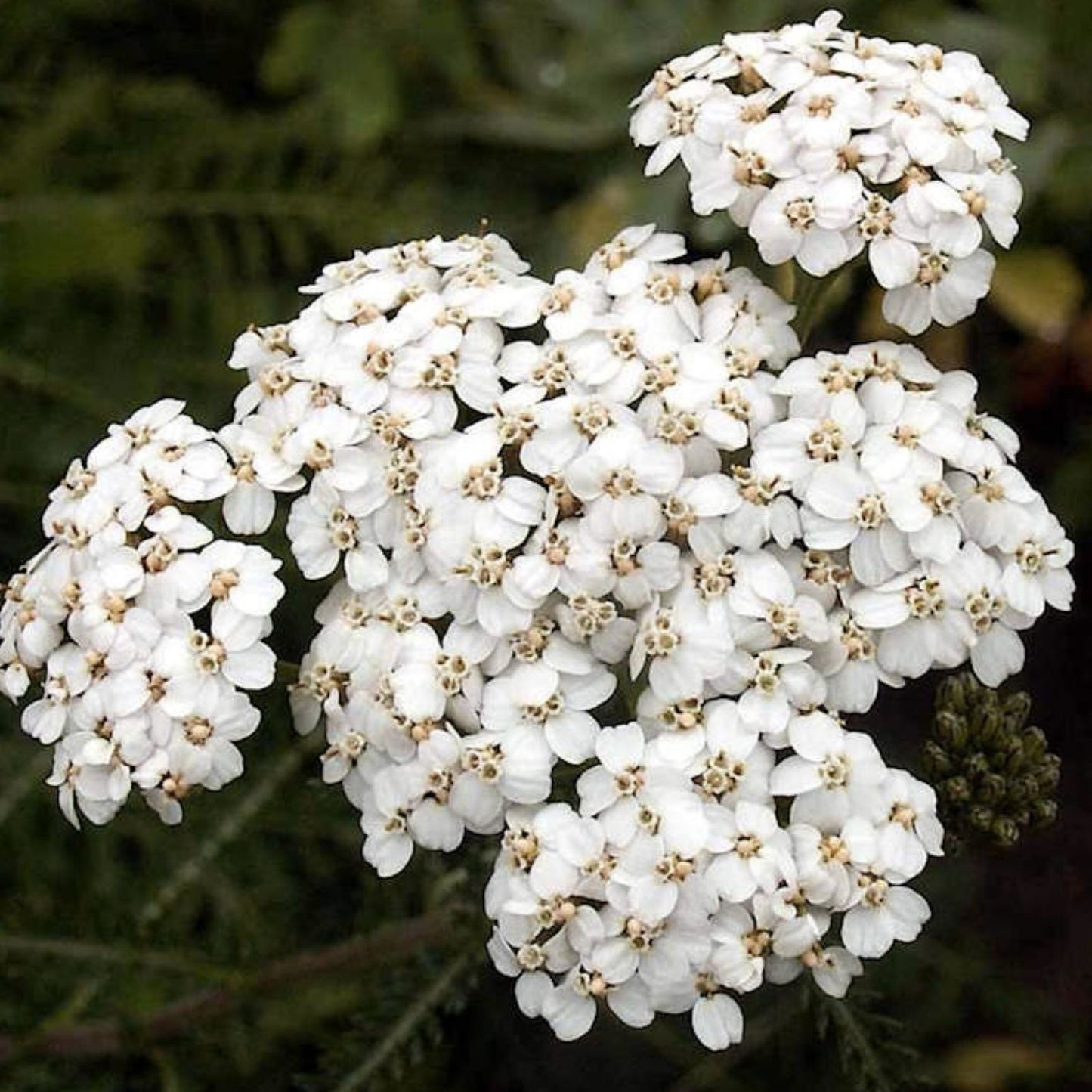 White Yarrow Seeds 1000 Count – Achillea Millefolium – Drought-Resistant Perennial Flower for Gardens and Pollinator Habitats